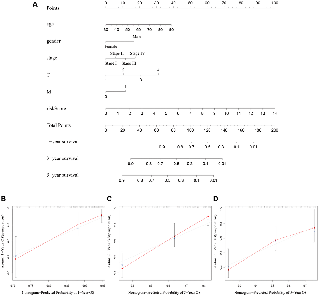 Nomogram creation and validation. (A) A nomogram combining clinicopathological variables and risk score predicts 1-year, 3-year, and 5-year OS rate of BLCA patients. (B–D) The calibration curves for the OS nomogram model in BLCA at 1-year, 3-year, and 5-year. Abbreviations: OS: overall survival; BLCA: Bladder urothelial carcinoma; N: lymph node; M: metastasis.