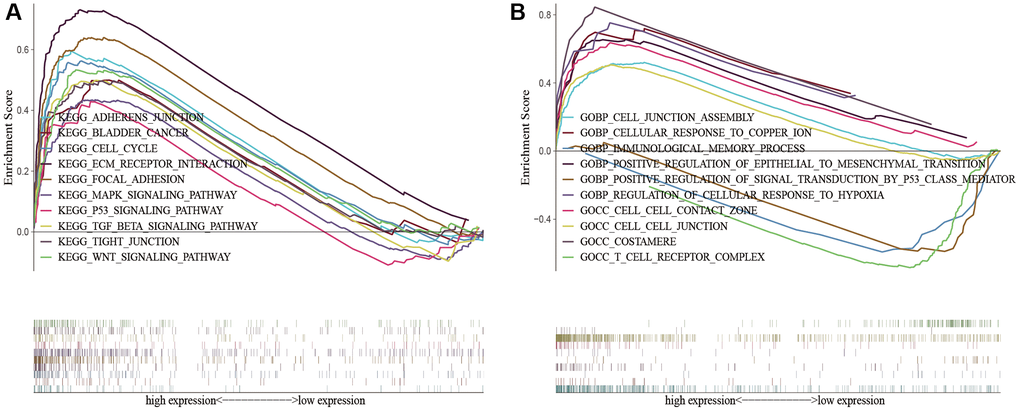 KEGG and GO enrichment analysis in the predictive signature between high-risk and low-risk groups. (A) KEGG enrichment analysis; (B) GO enrichment analysis. Abbreviations: KEGG: Kyoto Encyclopedia of Genes and Genomes; GO: Gene Ontology.