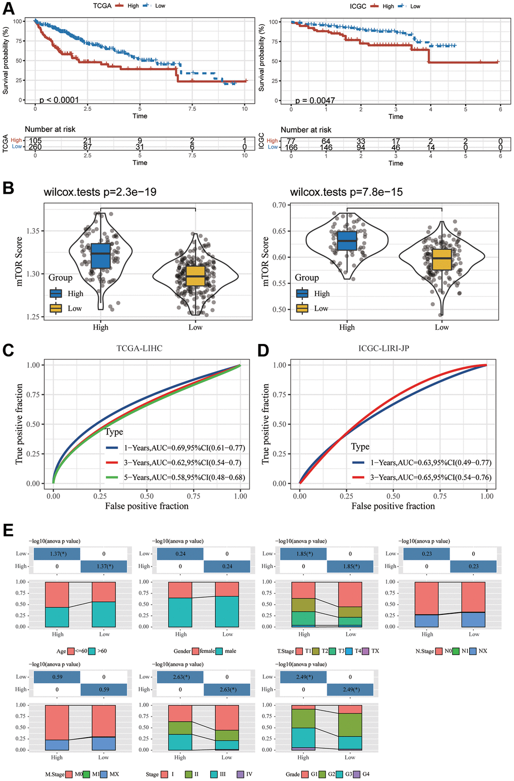 Development and validation of an HCC-specific mTORC1 signaling-related signature. (A) Kaplan–Meier plots indicate that the OS of patients in the group with high risk was substantially longer compared to those in the group with low risk in the TCGA-LIHC and ICGC-LIRI-JP cohorts. (B) The differences in the mTORC1-related score across groups with high and low risk in the TCGA-LIHC and ICGC-LIRI-JP cohorts. (C) ROC analysis of one-, three- and five-year OS signifying the excellent prognostic significance of mTORC1 score in the TCGA-LIHC cohorts. (D) ROC analysis of one-, and three-year OS signifying the excellent prognostic significance of mTORC1 score in the ICGC-LIRI-JP cohorts. (E) Variations across the groups with high and low risk in terms of various clinicopathological features.