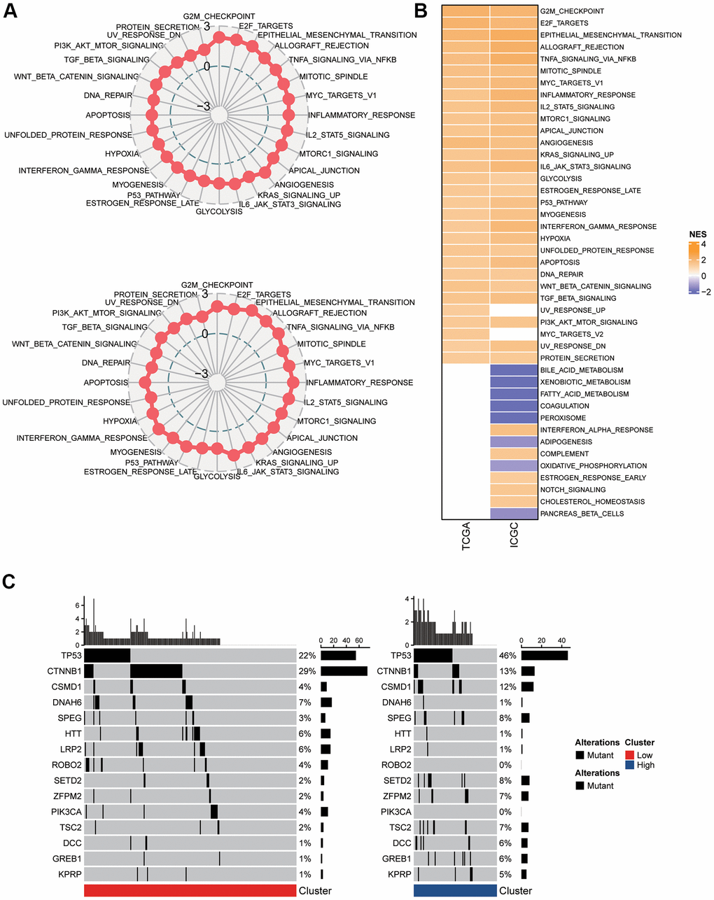 Pathway analysis of the mTORC1 signaling-related signature. (A) Radar plots demonstrating the NESs of the Hallmark pathways computed utilizing GSEA of C2 versus C1 in TCGA-LIHC and ICGC-LIRI-JP cohort. (B) A heatmap representing NESs of the Hallmark pathways computed through comparison of C2 with C1 in TCGA-LIHC and ICGC-LIRI-JP cohort. (C) Somatic mutation analysis of the two molecular subtypes.