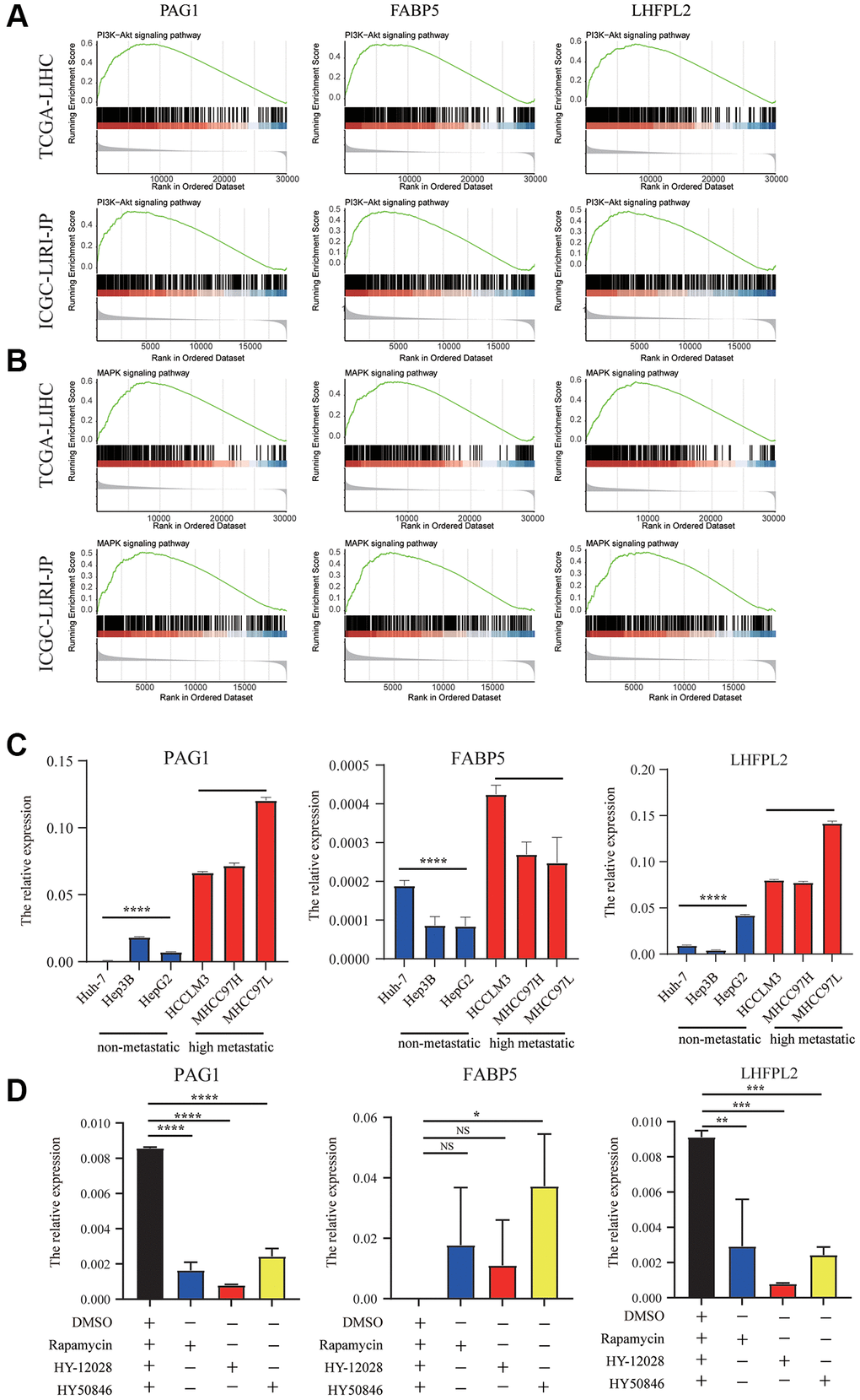 Molecular pathways and experimental verification of the three genes. (A) PI3K-AKT signaling was enhanced in the high-expression group in TCGA-LIHC and ICGC-LIRI-JP datasets. (B) MAPK pathways was significantly correlated with our model. (C) The expression of PAG1, LHFPL2, and FABP5 in high HCC metastatic cell lines were higher than those in HCC non-metastatic cell lines. (D) The expression of PAG1 and LHFPL2 were significantly downregulated in MHCC97H cell lines, whereas the expression of FABP5 was enhanced in MHCC97H cell lines after treating with mTORC1 blocker or MEK/ERK inhibitors.