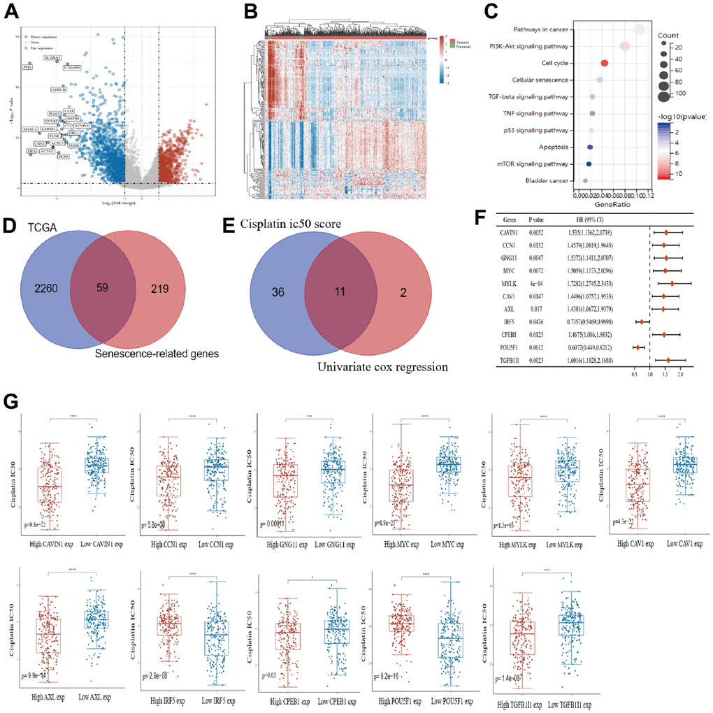 Prognostic key genes of senescence associated with cisplatin IC50 in bladder cancer. Volcano plot (A) and heat map (B) show the differential analysis of bladder cancer samples and normal bladder samples in The Cancer Genome Atlas (TCGA) database. (C) intersection of differential genes and senescence-associated genes in bladder cancer samples. (D) univariate analysis of senescence-associated differential genes and cisplatin IC50 score analysis. (E) univariate analysis results of 11 senescence genes were plotted using forest plots. (F) Correlations of 11 senescence genes were demonstrated using chord diagrams. (G) In bladder cancer, 11 senescence genes were analyzed in high and low expression groupings identify the differences between them and to compare cisplatin IC50 scores.