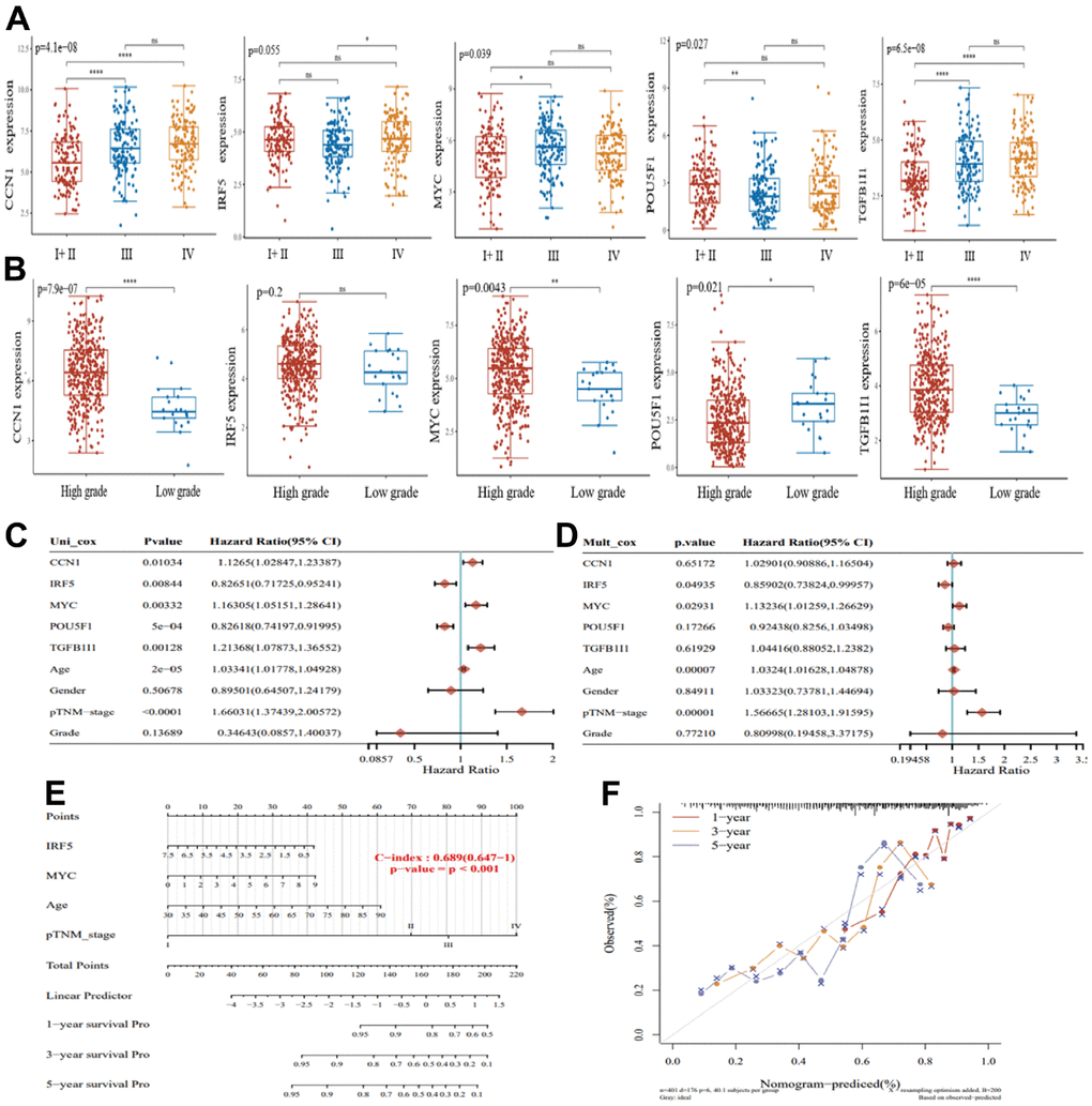 Screening for the best senescence-related prognostic genes in bladder cancer. (A) Expression of CCN1, IRF5, MYC, POU5F1, and TGFB1I1 in bladder cancer I+II (n=132), III (n=140), and IV (n=134). (B) Expression of CCN1, IRF5, MYC, POU5F1, and TGFB1I1 in bladder cancer high-grade samples (n=384) and low-grade samples (n=21). (C) Single-factor Cox regression analysis of prognostic differences among factors. (D) Multi-factor Cox regression analysis of prognostic differences among factors. (E) Columnar plots showing survival at 1, 3, and 5 years for the construct models. (F) Nomogram curves showing calibration curves for survival at 1, 3, and 5 years for the construct models.