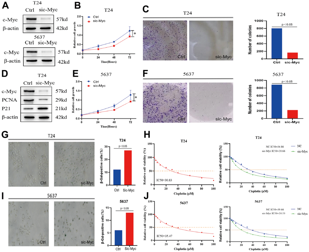 Knockdown of c-Myc promotes bladder cancer cell senescence and affects the sensitivity of cisplatin chemotherapy. (A) The expression of c-Myc protein was reduced in T24 and 5637 cells. (B, C) CCK8 and clonogenic assay was used to detect the effect of c-Myc knockdown on the proliferation of bladder cancer T24 cells. (D) The expression of c-Myc protein was decreased in T24 cells, and its effect on the expression of PCNA and P21 protein was detected. (E, F) CCK8 and clonogenic assay was used to detect the effect of c-Myc knockdown on the proliferation of bladder cancer 5637 cells. (G) c-Myc was knocked down in T24 cells, and its effect on cell senescence was analyzed by SA-β-gal. (H) c-Myc was knocked down in T24 cells to detect its effect on the sensitivity of cisplatin chemotherapy. (I) c-Myc was knocked down in 5637 cells, and its effect on cell senescence was analyzed by SA-β-gal. (J) c-Myc was knocked down in 5637 cells to detect its effect on the sensitivity of cisplatin chemotherapy.