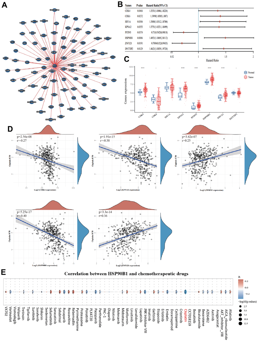 HSP90B1 is significantly associated with cisplatin chemotherapy in bladder cancer. (A) Interaction network map of c-Myc with other genes. (B) Forest plot of c-Myc interacting genes with prognostic significance in bladder cancer. (C) c-Myc interacting genes with prognostic value expressed in bladder cancer and normal bladder tissues. (D) Five key genes with cisplatin IC50 score for correlation. (E) Correlation of HSP90B1 with chemotherapeutic agents in bladder cancer.