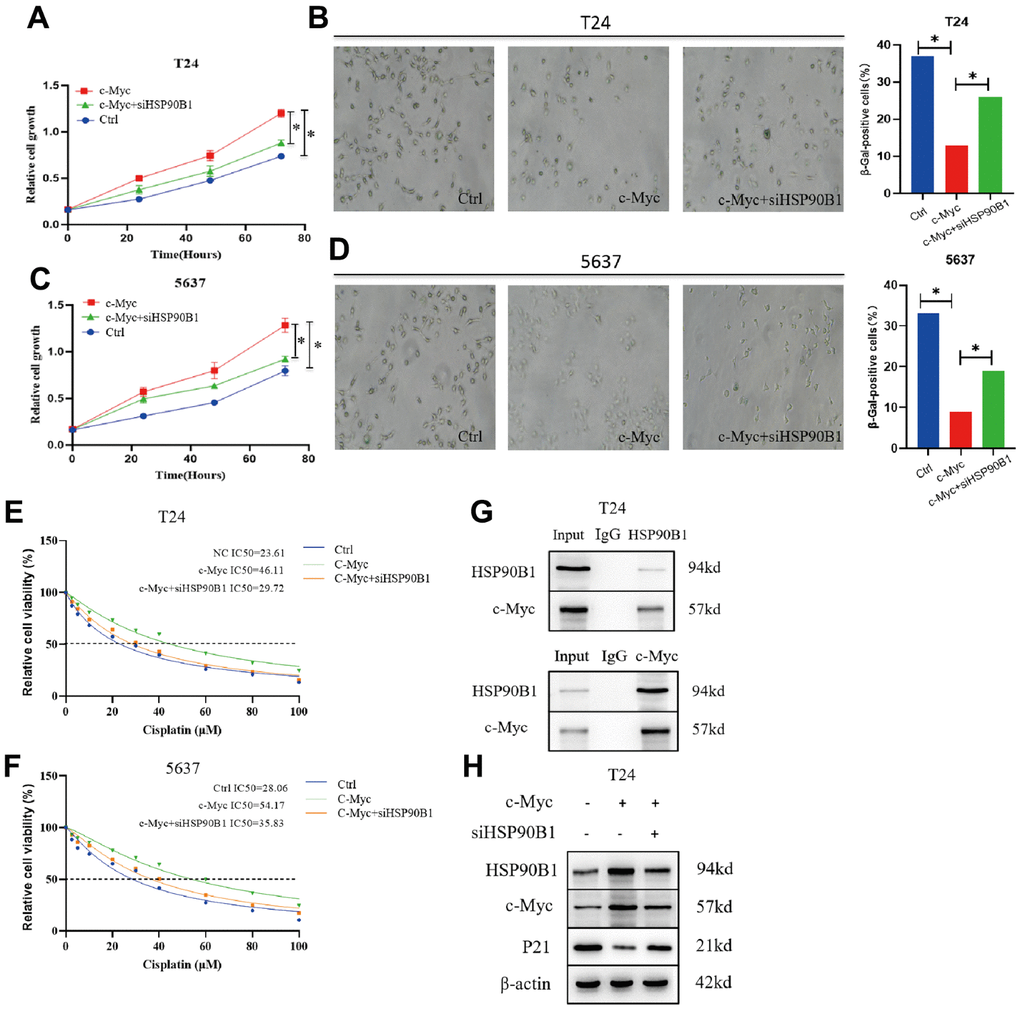c-Myc/HSP90B1 interaction regulates cisplatin sensitivity by affecting bladder cancer cell senescence. (A) Knockdown of HSP90B1 to analyze its effect on c-Myc regulation of T24 cells proliferation ability. (B) Knockdown ofHSP90B1 to analyze its effect on c-Myc regulation of T24 cells senescence. (C) Knockdown of HSP90B1 to analyze its effect on c-Myc regulation of 5637 cells proliferation ability. (D) Knockdown of HSP90B1 to analyze its effect on c-Myc regulation of 5637 cells senescence. (E, F) Knockdown of HSP90B1 to analyze its effect on c-Myc-regulated cisplatin sensitivity in T24 and 5637 cells. (G) CO--IP analysis with HSP90B1 or c-Myc antibody in T24 cells. (H) Western blot analysis of the effect of HSP90B1 on c-Myc-regulated p21 signaling pathway.