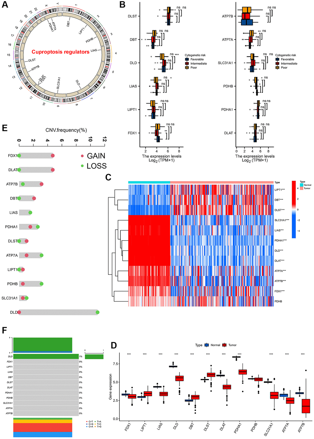 Expression and variation profiles of 12 cuprotosis-related genes in AML patients. (A) Location of CNV of 12 Cuprotosis genes on chromosomes. (B) Expression of 12 cuprotosis-related genes in AML patients with different risk stratification. (C) Heat map of cuprotosis-related genes in AML patients and normal population. (D) Difference in the expression level of cuprotosis-related genes between normal and tumour samples. (E) CNV frequency of Cuprotosis genes, the copy number amplification, green dot; the copy number deletion, red dot. (F) Mutation frequency of 12 cuprotosis-related genes in 130 samples. (*P **P ***P 
