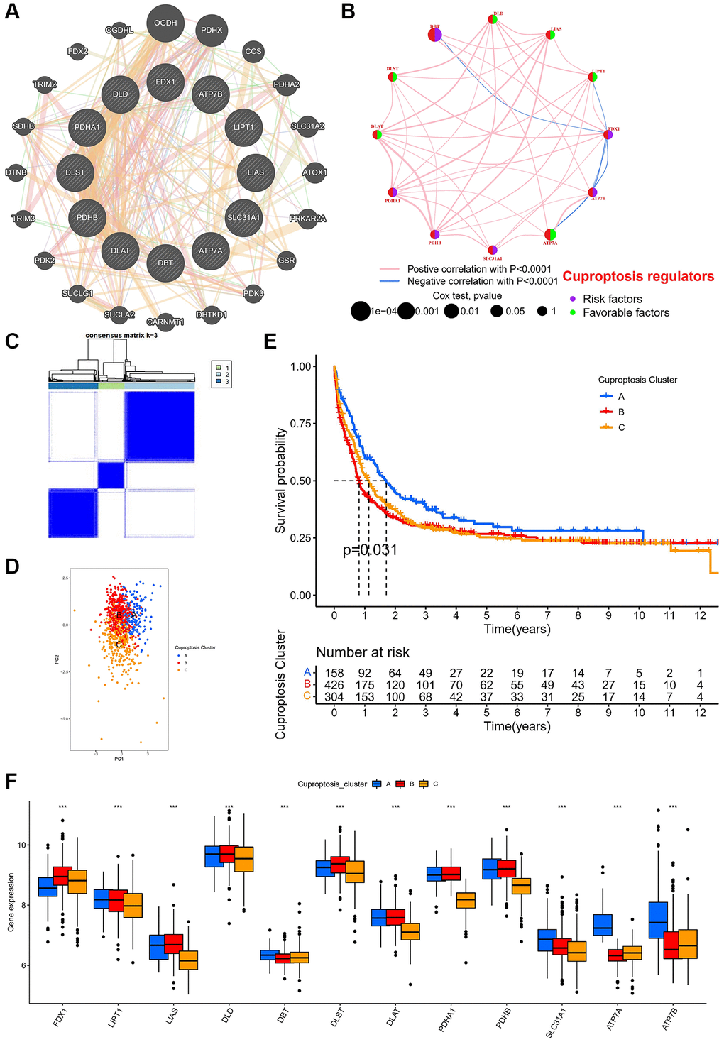 Cuprotosis modification patterns identified with K-means clustering based on cuprotosis genes. (A) PPI network showing the interactions of the 12 cuprotosis-related genes. (B) The interactions of the 12 cuprotosis-related genes in meta cohort. (C) Heat map of unsupervised clustering analysis. (D) PCA of different cuprotosis subtypes. (E) Kaplan-Meier analysis of overall survival for different cuprotosis subtypes. (F) Box plot of cuprotosis-related gene expression in different cuprotosis subtypes in AML patients (*P **P ***P 