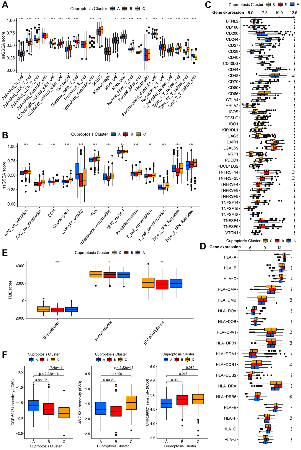 Immunological and biological characteristics of different cuprotosis subtypes. (A) Expression of immune-infiltrating cells in different cuprotosis subtypes. (B) Relationship between immune cell subsets of different cuprotosis subtypes and immune related functions. (C) Expression of immune checkpoints of different cuprotosis subtypes. (D) Box plots of the expression of different human leukocyte antigens in the three cuprotosis subtypes. (E) Analysis of differences in TME scores for three cuprotosis subtypes. (F) IC50 of three targeted drugs in different subtypes. (*P **P ***P 