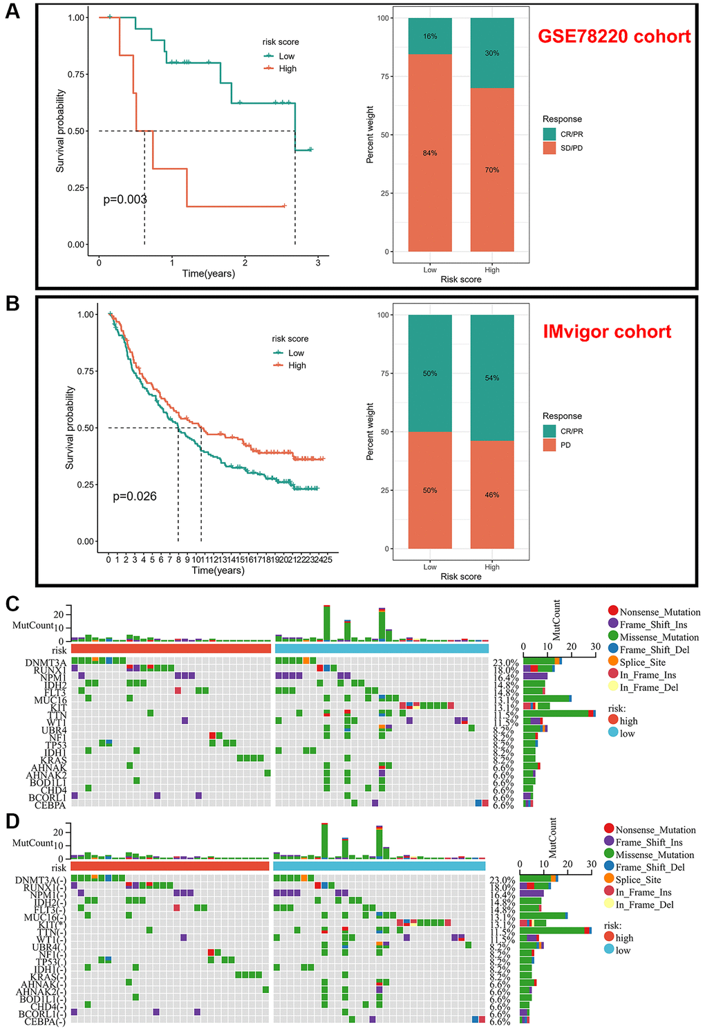 Validation of risk scores in different immunotherapy cohorts. (A) Kaplan-Meier analysis of different risk scores and response to drugs in the GSE78220 cohort. (B) Kaplan-Meier analysis of different risk scores and response to drugs in the IMvigor-210 cohort. (C, D) Frequency of somatic mutations in different risk score groups.