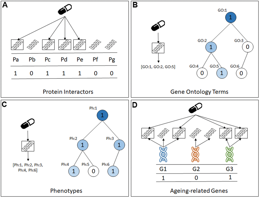 The four types of predictive features in the datasets created for this study. (A) Protein Interactors, (B) Gene Ontology Terms, (C) Phenotypes, (D) Ageing-related genes.