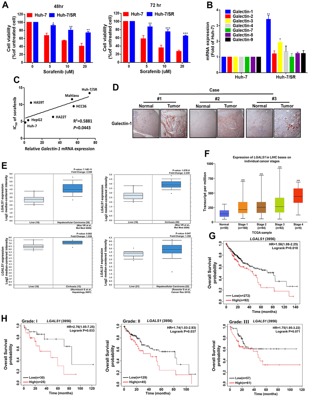 Galectin-1 expression is associated with patient survival and sorafenib response in HCC cells. (A) Sorafenib-resistant Huh-7 (Huh-7/SR) cells were established and exposed to various sorafenib doses for 48 and 72 h, and cell viability was measured using the 3-(4,5-dimethylthiazol-2-yl)-2,5-diphenyltetrazolium bromide (MTT) assay. (B) The mRNA expression of the Galectin family was examined in Huh-7 and Huh-7/SR cells through qRT-PCR. (C) Correlation between Galectin-1 expression and IC50 of sorafenib in a panel of HCC cells. Pearson’s correlation r = 0.5881, and P = 0.0443. (D) Immunohistochemistry staining was performed to examine Galectin-1 expression in normal liver tissue and HCC tissues. (E) The Oncomine database was analyzed to evaluate Galectin-1 expression in HCC tissues compared with normal tissues, with statistics from individual studies obtained from the Oncomine database; fold change (Log2 median-centered intensity) and P values are presented within the box plot. (F) Evaluation of Galectin-1 expression in different HCC stages by using The Cancer Genome Atlas database (http://ualcan.path.uab.edu/index.html). (G) Kaplan–Meier plot revealing the association of Galectin-1 with overall survival in patients with HCC. High Galectin-1 expression was associated with poor survival in patients with HCC. Hazard ratios and P values are presented within the box plot. (H) Analysis of HCC cells of different tumor grades revealed that high Galectin-1 expression was associated with low overall survival. Hazard ratios and P values are presented within the box plot. Data are representative of at least three independent experiments performed in triplicate. Data are presented as means ± standard deviations. *P P P t test).