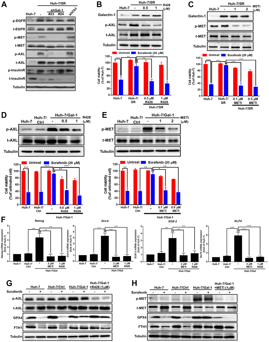 MET and AXL signaling involved in Galectin-1-mediated sorafenib resistance and ferroptosis in HCC. (A) Galectin-1-knocked-down Huh-7/SR (Huh-7/SR/shGal#23 and #24) and control (Huh-7/SR/shCtrl) cells were analyzed for RTK expression (EGFR, MET, AXL, and insulin receptor) through Western blotting. Huh-7/SR cells were treated with an MET inhibitor and AXL inhibitor R428 for 48 hr. Analysis of Galectin-1, AXL, and phospho-AXL expression (B upper panel) and MET and phospho-MET expression (C upper panel) were performed using Western blotting. Cell viability of Huh-7/SR cells cotreated with 20 μM of sorafenib and AXL (B lower panel) or an MET inhibitor (C lower panel) for 48 h. Galectin-1 overexpression after treatment with the MET inhibitor and AXL inhibitor R428 for 48 h. Analysis of AXL and phospho-AXL expression (D upper panel) and MET and phospho-MET expression (E upper panel) by using Western blotting. Cell viability of Galectin-1- overexpressing cells cotreated with 20 μM of sorafenib and AXL (D lower panel) or a MET inhibitor (E lower panel) for 48 h. (F) Oct-4, Nanog, SOX-2, and KLF4 mRNA expression determined using qRT-PCR in Galectin-1-overexpressing cells treated with an MET inhibitor and an AXL inhibitor R428. Western blot analysis was used to detect AXL, phospho-AXL, GPX4, and ferritin heavy chain 1 expression in cells cotreated with 20 μM of sorafenib and an (G) AXL inhibitor or (H) MET inhibitor. Data are presented as means ± standard deviations. **P P t test).