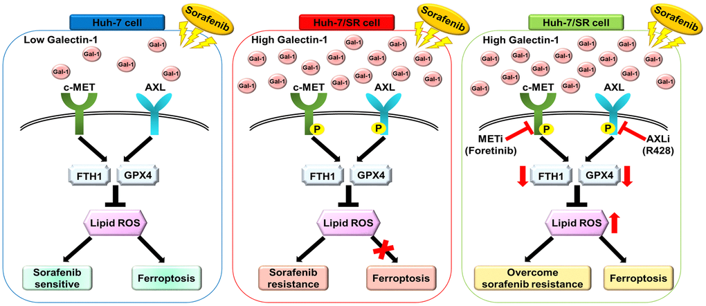 Schematic for Galectin-1-mediated AXL/MET signaling in sorafenib resistance in HCC cells. Galectin-1 was significantly overexpressed in Huh-7/SR cells and promoted MET and AXL phosphorylation, contributing to sorafenib resistance and decreased sorafenib-mediated ferroptosis. Combined treatment with sorafenib and the AXL/MET inhibitor blocked Galectin-1-mediated AXL/MET signaling, overcoming sorafenib resistance and sorafenib-mediated ferroptosis in Huh-7/SR cells.