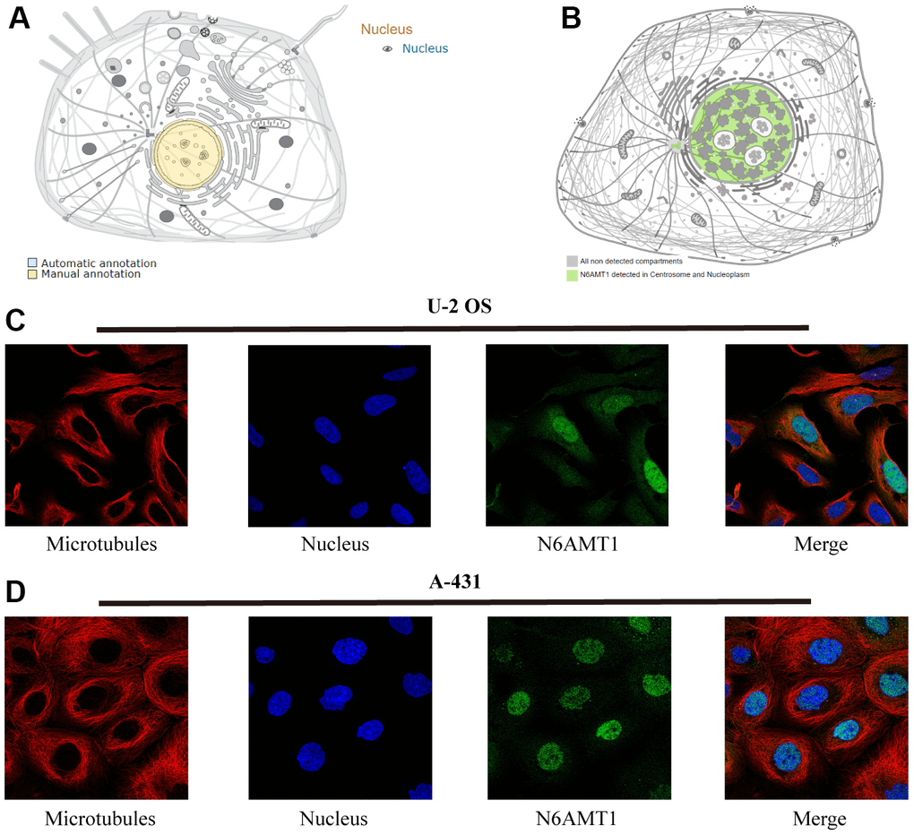 Subcellular localization of N6AMT1 protein. Annotations of N6AMT1 protein in the UniProt (A) and HPA (B) databases. Immunofluorescence images showing intracellular localization of N6AMT1 in U2-OS (C) and A-431 (D) cells.