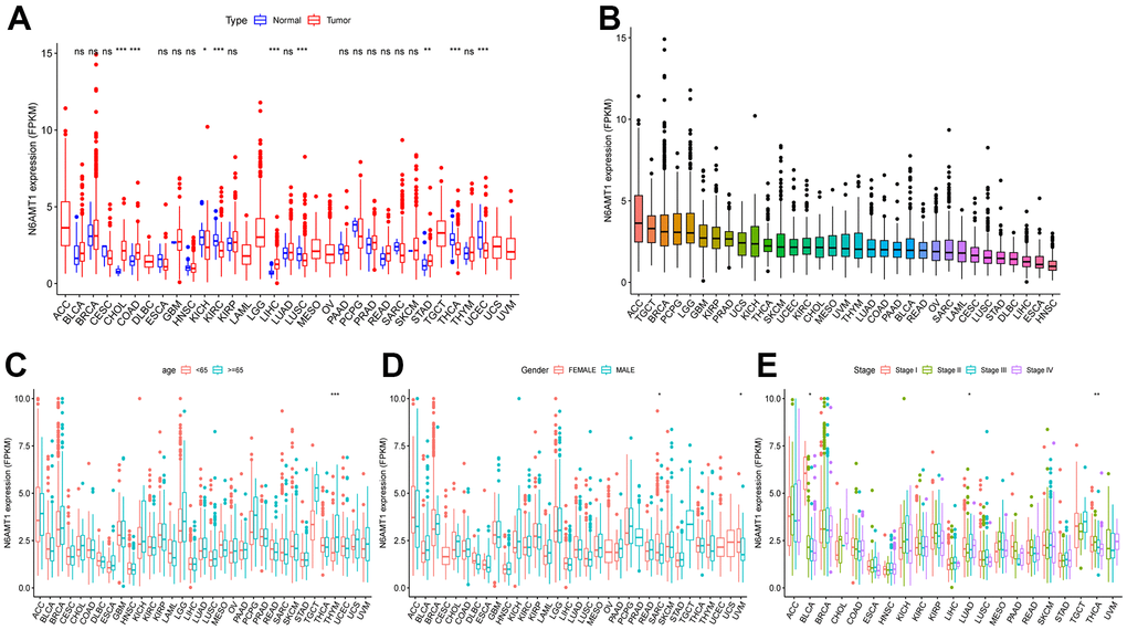 Differential expression and clinical relevance of N6AMT1 in 33 tumor types. (A) Differential expression of N6AMT1 in pan-cancer. (B) N6AMT1 expression in pan-cancer order from high to low. Correlations of N6AMT1 expression with patient age (C), gender (D) and tumor stage (E). *: p 