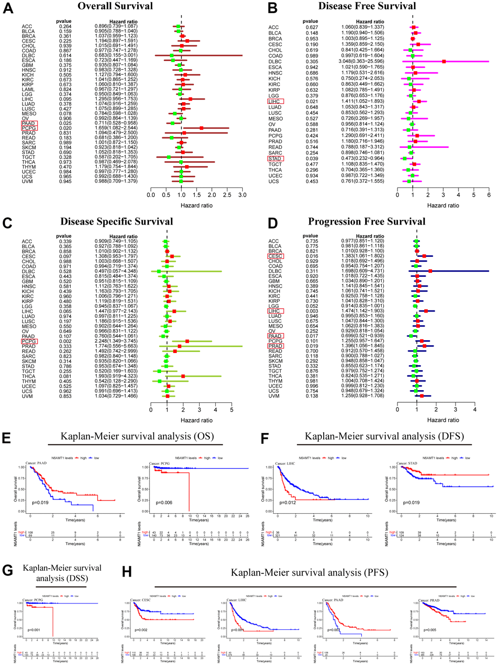 Prognostic analysis of N6AMT1 in pan-cancer. Forest plot showing the results of univariate Cox regression analysis of the correlations between N6AMT1 and OS (A), DFS (B), DSS (C) and PFS (D). (E–H) Kaplan-Meier survival curves of N6AMT1 in cancer types that affect cancer prognosis. p 