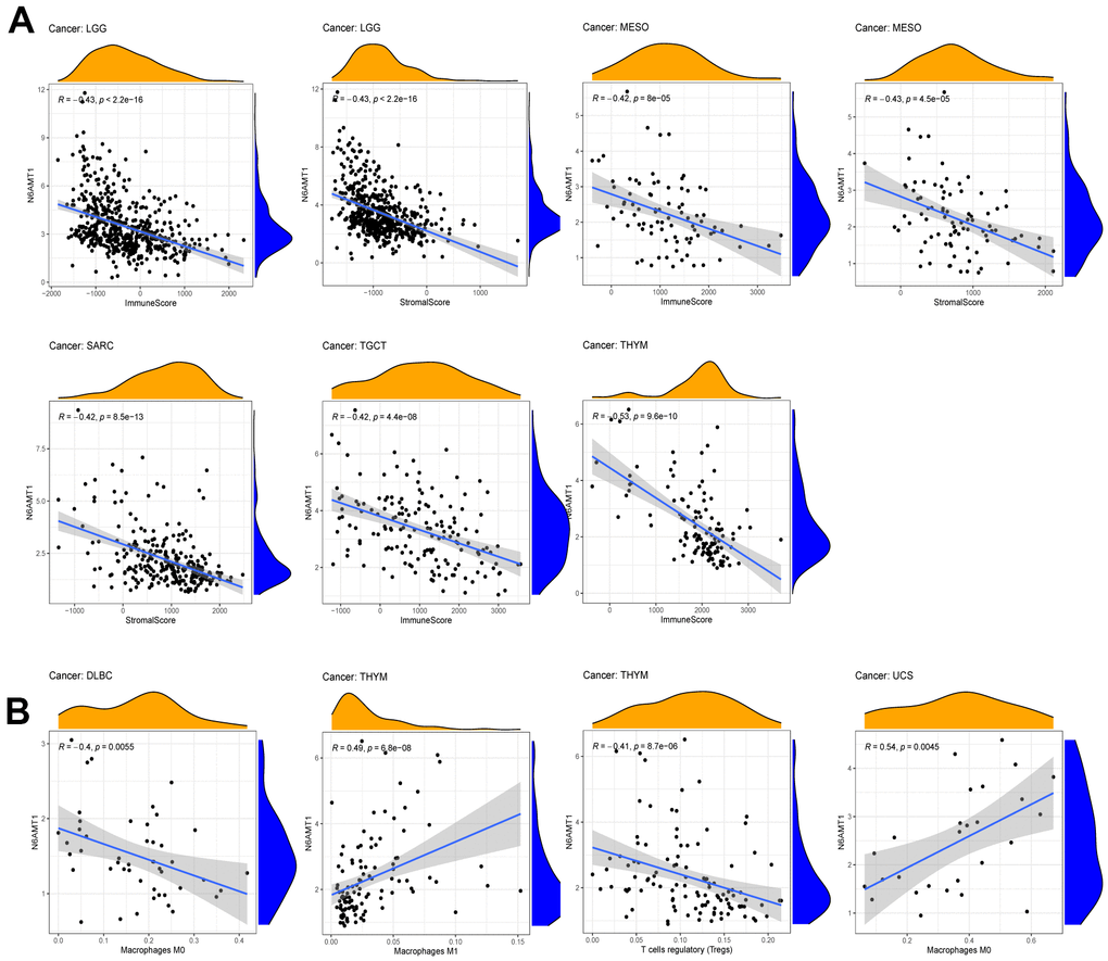 Correlations between N6AMT1 expression and TME scores. (A) Correlations between N6AMT1 and ESTIMATE scores including Immunescore and Stromalscore. (B) Correlation of N6AMT1 with infiltration of lymphocyte subsets.