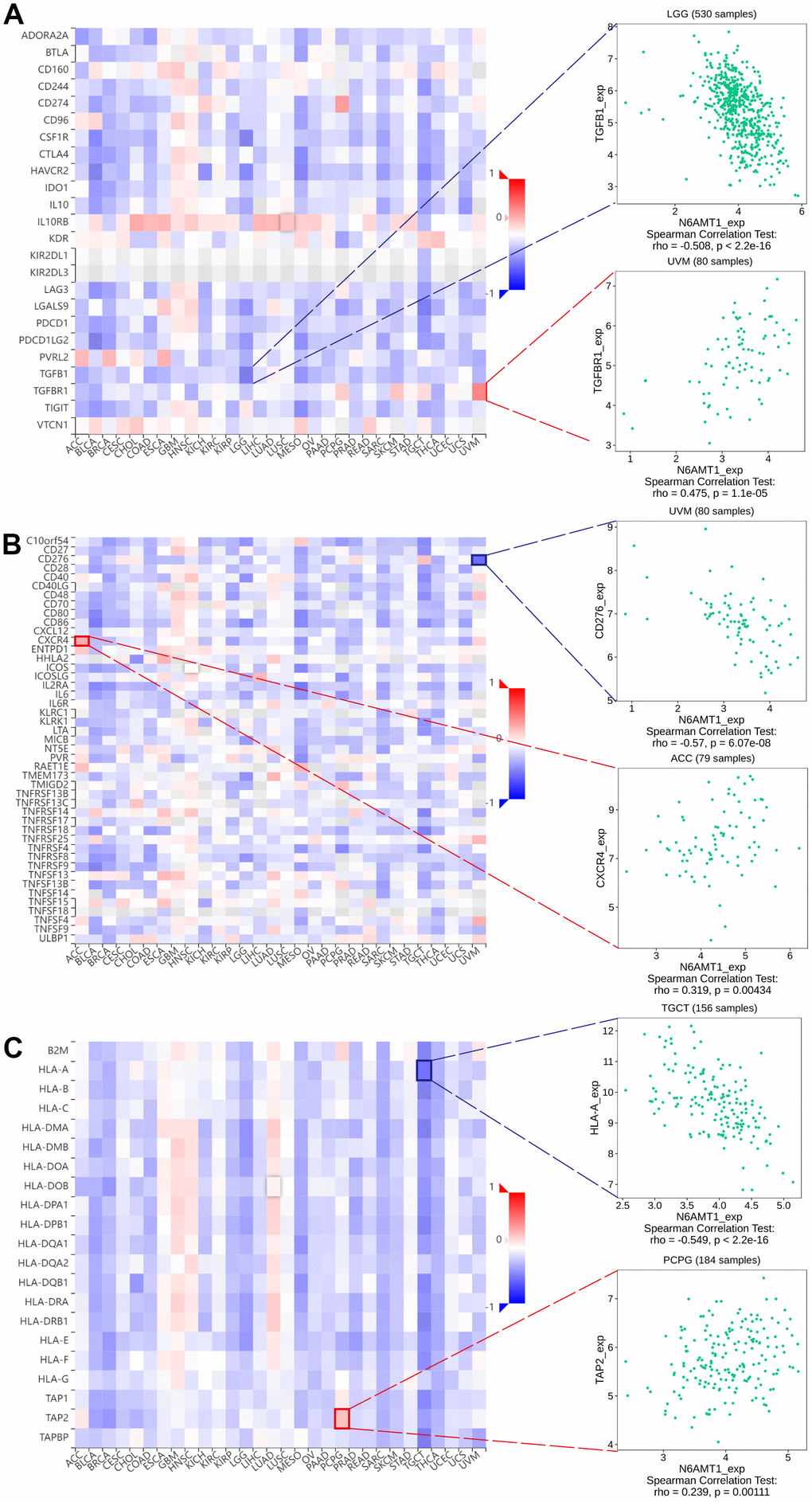 Correlations between N6AMT1 expression and immunomodulators: immunoinhibitors (A), immunostimulators (B) and MHC molecules (C). Red represents positive correlation and blue represents negative correlation. The most positively and negatively correlated cases are highlighted on the right.