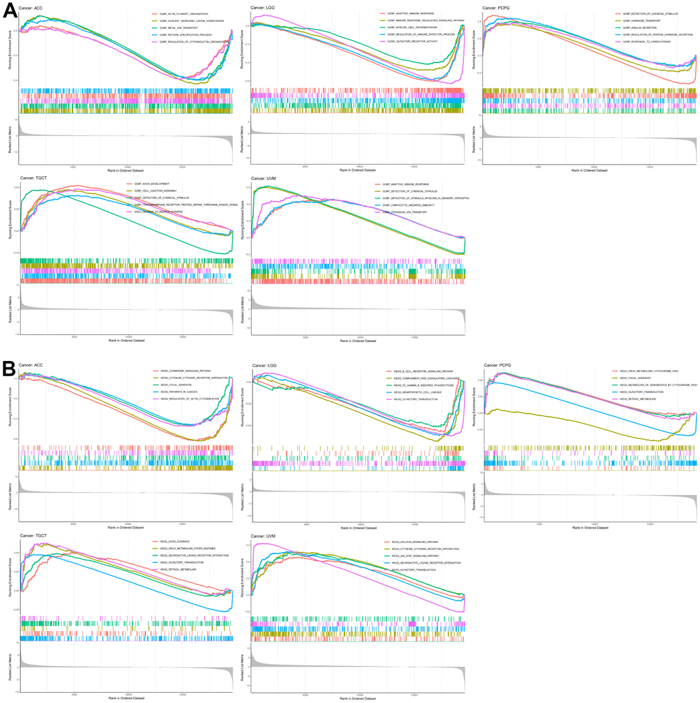 N6AMT1-related GO and signal pathways. (A) GO involving N6AMT1 in five tumor types as analyzed by GSEA. (B) Signal pathways involving N6AMT1 in five tumor types as analyzed by GSEA.