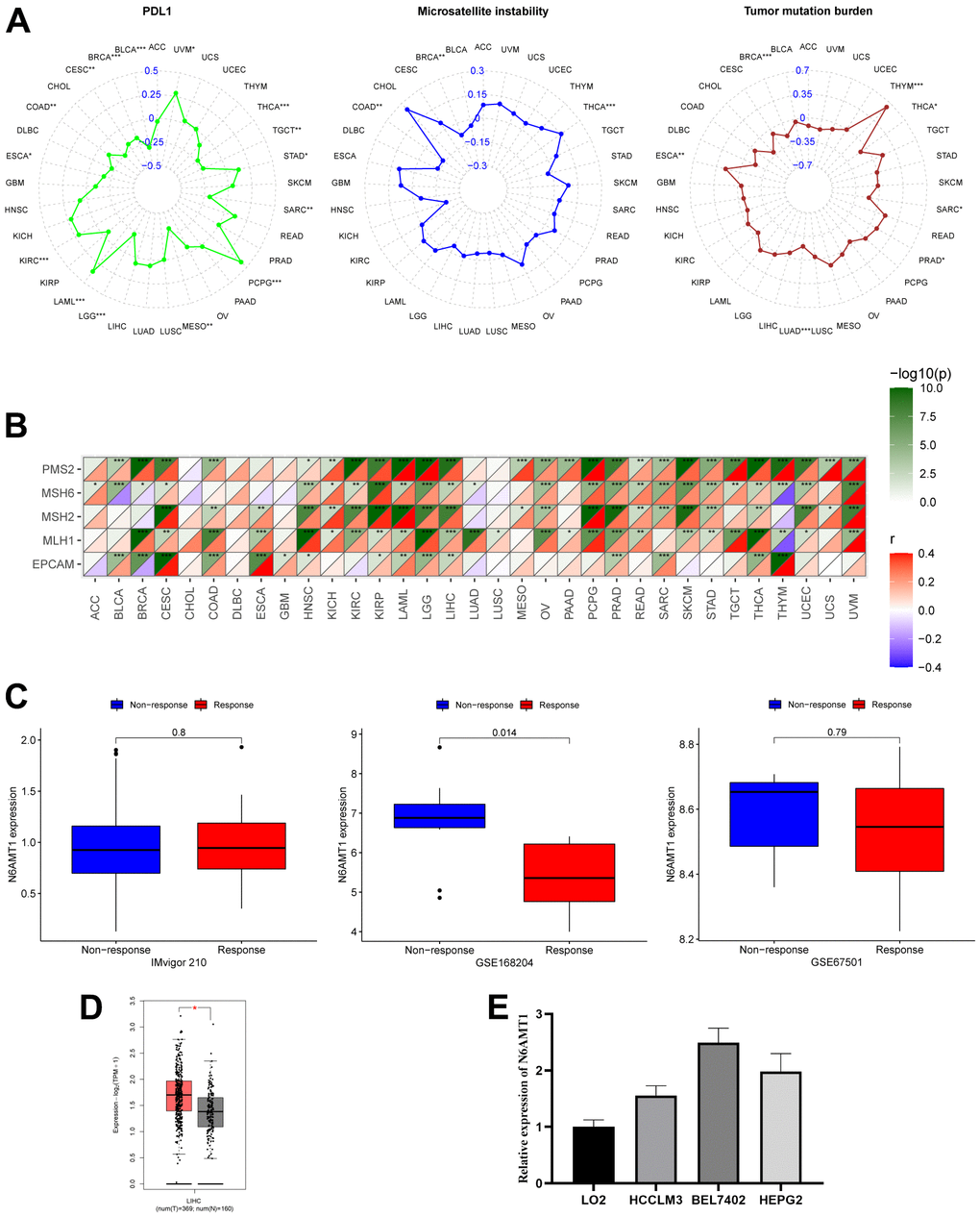 Correlation of N6AMT1 expression with immunotherapy markers and immunotherapy response. (A) Correlations of N6AMT1 expression with PDL1, MSI and TMB. (B) Correlations of N6AMT1 expression with MMR-related genes. (C) Differences in N6AMT1 expression between responder and non-responder groups in the three immunotherapy cohorts. (D) Differential analysis of mRNA expression of N6AMT1 in HCC in GEPIA2.0 database. (E) Expression levels of N6AMT1 in normal liver cell lines and HCC cell lines. *: p 