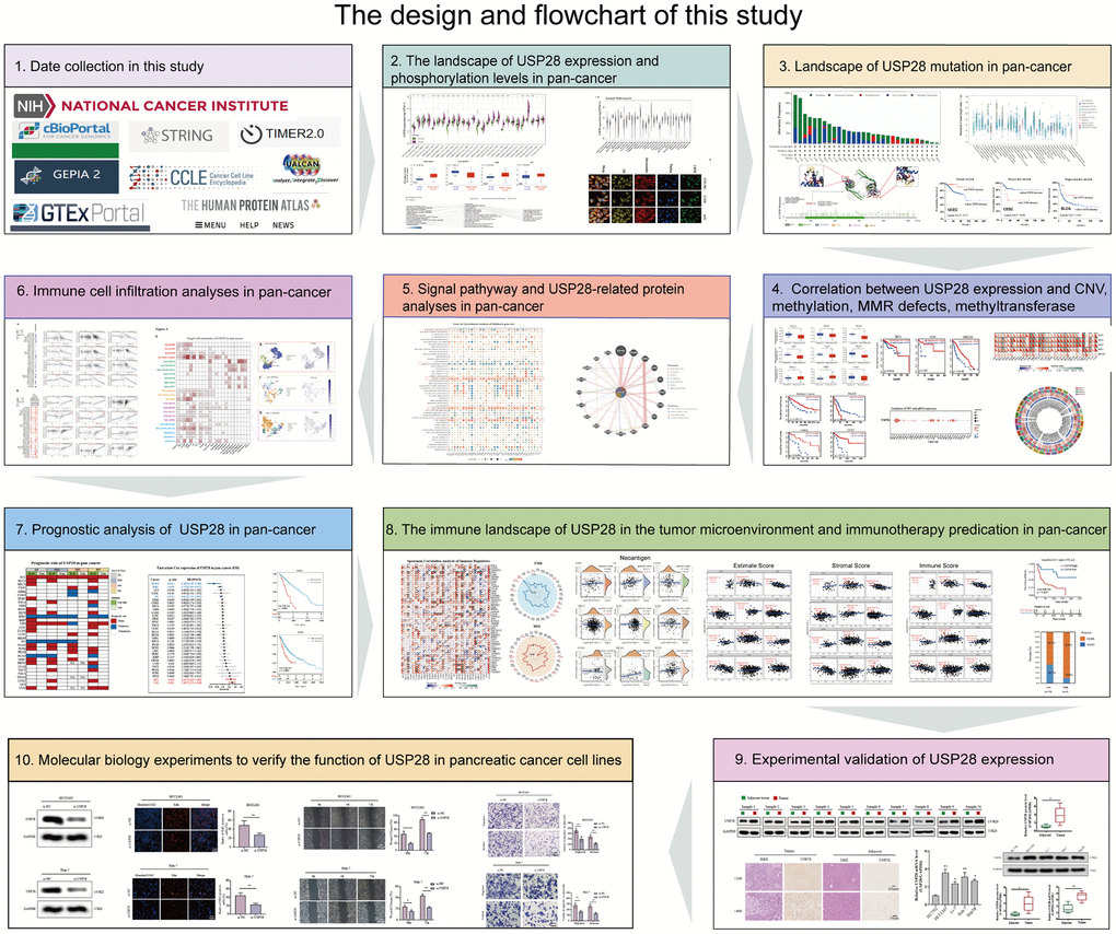 The design and flowchart of this study. *p p p 