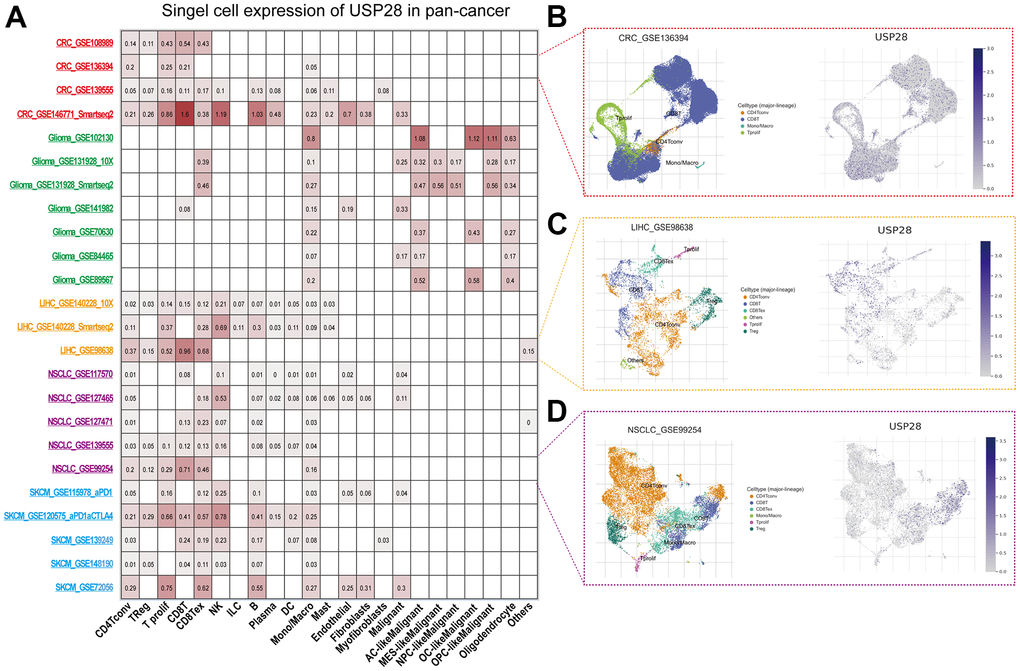 Single-cell analysis of USP28 in pan-cancer. (A) Summary of USP28 in Single-cell datasets. (B) The Scatter plot showed the distributions and USP28 expression of 4 different cell types of the GSE136394 CRC dataset. (C) The Scatter plot showed the distributions and USP28 expression of 6 different cell types of the GSE986638 LIHC dataset. (D) The Scatter plot showed the distributions and USP28 expression of 6 different cell types of the GSE99254 NSCLC dataset.