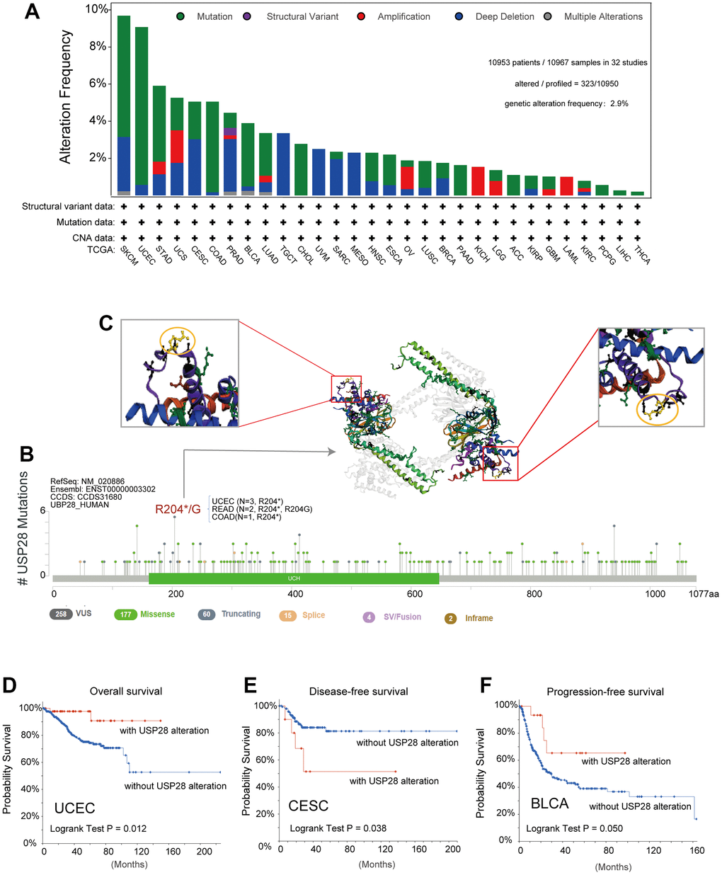 The landscape of genetic alterations of USP28 in pan-cancer. (A) The alteration frequency with the mutation type of USP28 for the TCGA tumors was analyzed by the cBioPortal tool. (B) The protein domain displayed all the mutation sites and mutation types of USP28. (C) The highest alteration frequency (R204*/G) was shown in the 3D structure of USP28 (labeled in yellow). (D–F) The potential correlation between alteration status of USP28 and clinical prognostic indices, including overall survival, disease-free survival, and progression-free survival in specific cancers.