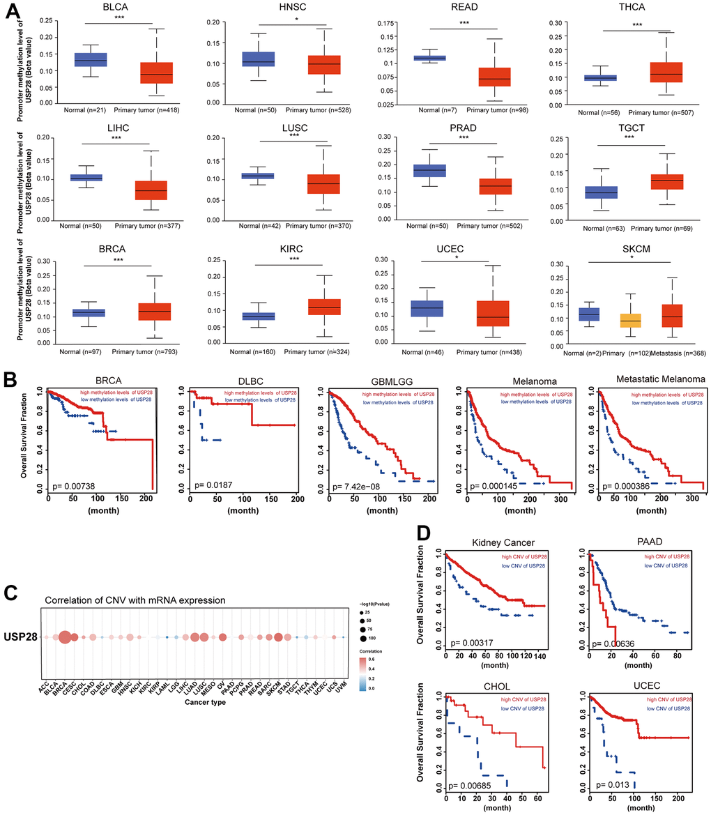 Correlation and prognosis analysis with methylation profile and CNV. (A) Boxplots showing differential USP28 methylation levels between tumor and adjacent normal tissues across the TCGA database. (B) Kaplan-Meier curves of overall survival differences between TCGA cancer cohorts with high methylation levels and those with low methylation levels of USP28. Only TCGA cancers with statistically significant differences between cohorts were presented. (C) The heatmap exhibiting association between USP28 CNV and mRNA expression in various cancers. (D) Kaplan-Meier curves of overall survival differences between TCGA cancer cohorts with high CNV levels and those with low CNV levels of USP28. *p p p 