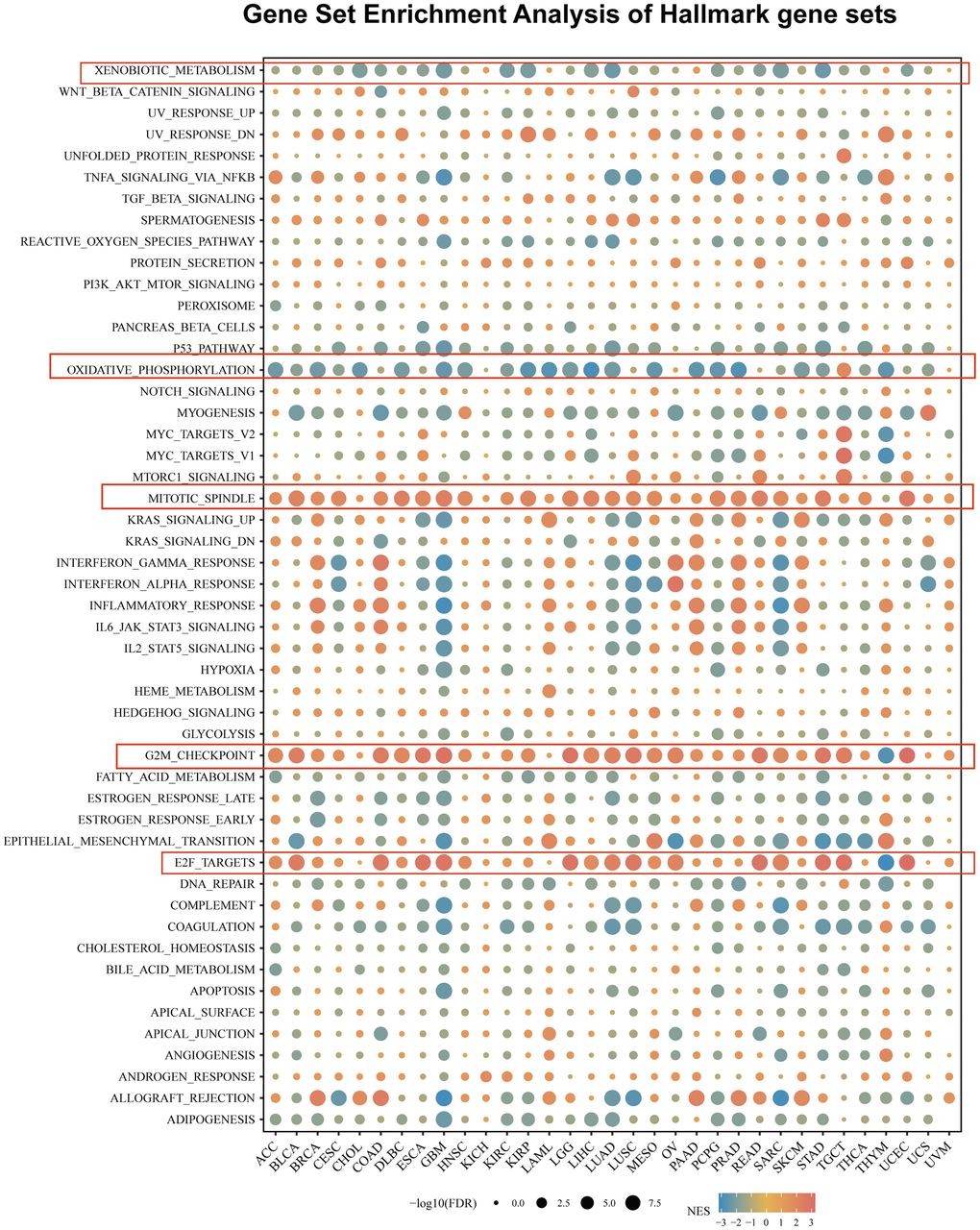 The hallmarks gene set enrichment analysis (GSEA) of USP28 in pan-cancer. The circle size represents the FDR value of the enriching term in each cancer, and the color indicates each term’s normalized enrichment score (NES).