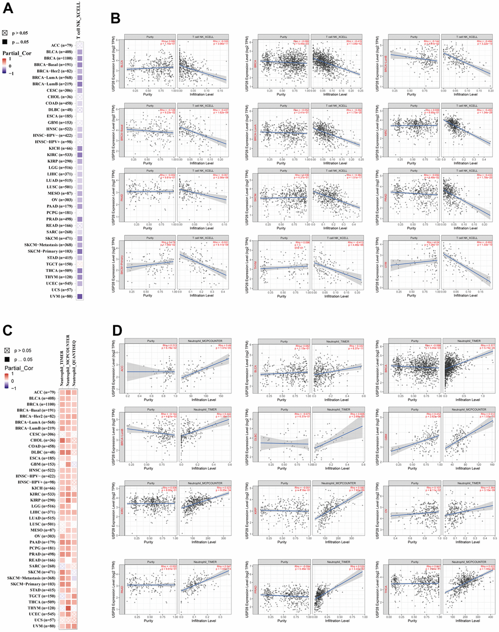 Correlation analysis between USP28 expression and cell infiltration of cancer-associated fibroblast. The potential connection between the expression level of the USP28 gene and the infiltration level of T cell NK (A, B) and neutrophil (C, D) was used to explore based on different algorithms in the TIMER database.