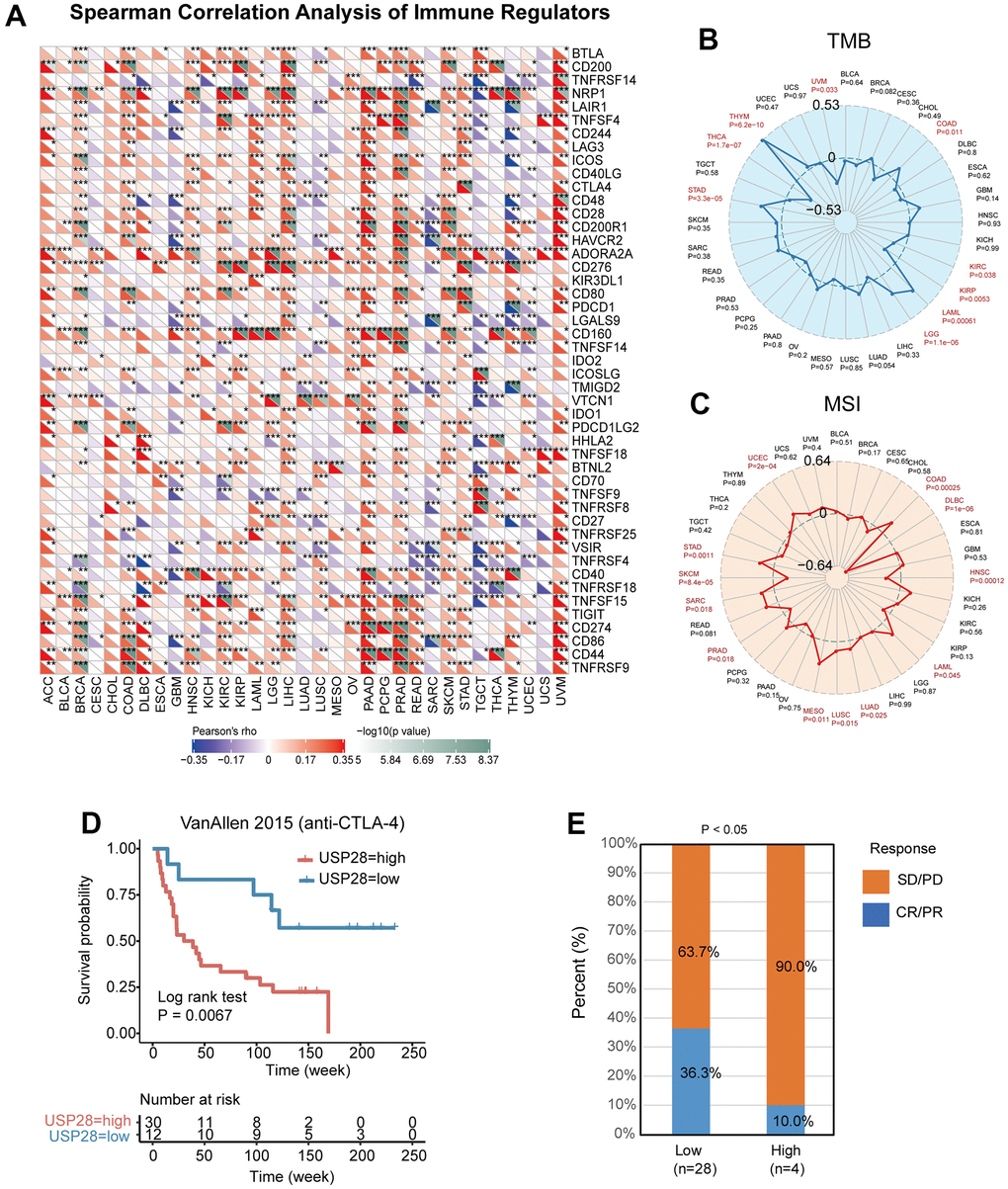 Relationships between USP28 and immune checkpoint genes, TMB, and MSI. (A) Heatmap exhibiting the correlation between USP28 and immune checkpoint gene expression in 33 cancer types from the TCGA database. Spearman’s rank correlation coefficient was used. (B) The association analysis between USP28 expression and tumor mutation burden (TMB) in pan-cancer. (C) The correlation analysis between USP28 expression and microsatellite instability (MSI) in pan-cancer was described. (D) Survival analysis of patients with high (n = 30) and low (n = 12) USP28 expression based on OS data from patients receiving anti-CTLA-4 immunotherapy, (E) and proportions of patients with different therapeutic responses *p p p 