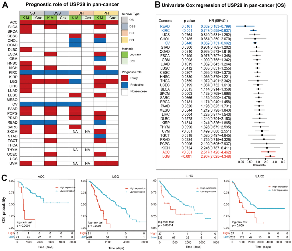 Prognostic analysis of USP28 in pan-cancer. (A) The heatmap described the correlation between USP28 expression levels and overall survival (OS), disease-specific survival (DSS), disease-free interval (DFI), and progression-free interval (PFI) using the univariate Cox regression and Kaplan-Meier models. (B) The forest plot described the prognostic role of USP28 in pan-cancer. (C) Kaplan-Meier overall survival curves of USP28 in ACC, LGG, LIHC, and SARC. *p p p 
