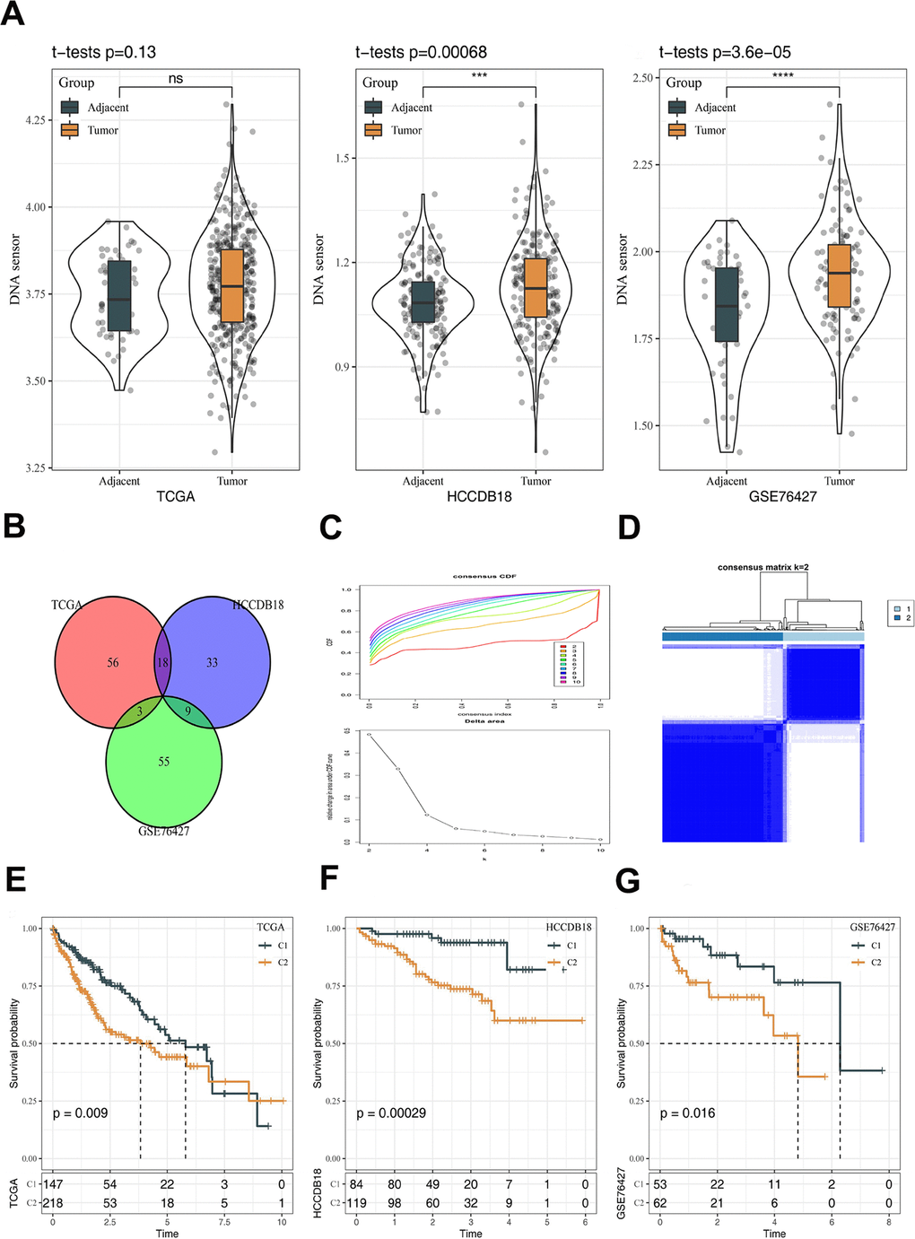 Construction of molecular subtypes and prognostic analysis. (A) The differences of DNA sensors expression between tumor and adjacent tissues. (B) Venn diagram revealing 30 genes in relation to prognosis of HCC by univariate COX analysis. (C) CDF curves and CDF delta area curves. The optimal number of clusters is the K value where the CDF curve is the smoothest and also the turning point of the Delta area. (D) Subtype classification of HCC samples. (E) Prognostic analysis in TCGA dataset. (F) Prognostic analysis in HCCDB18 dataset. (G) Prognostic analysis in GSE76427 dataset. The line in the box represents the median value, and the asterisks represent the P-value (***p 