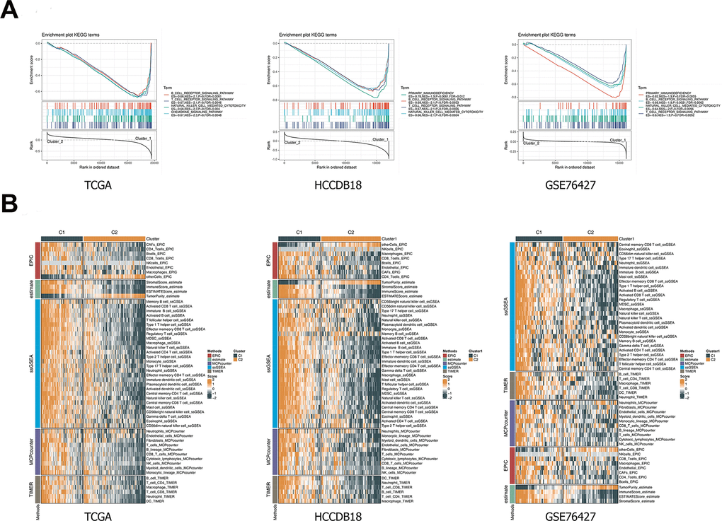 GSEA and immune scoring. (A) The pathway analysis of the C1 and C2 subtypes was performed using GSEA. (B) Comparison of immune scores between C1 and C2 subtypes. Heatmap illustrated immune scores among two classifications. Orange represents high scores, and green represents low scores. GESA, gene set enrichment analysis.