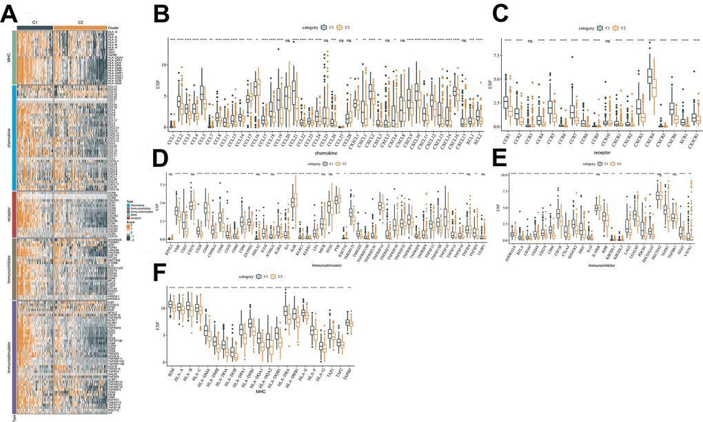 Analysis of the immunomodulatory functions of C1 and C2 subtypes. (A) Differences in immunomodulator between subtypes C1 and C2 shown in a heatmap and orange represents high scores, and green represents low scores. (B) Differential expression of chemokines between C1 and C2 in TCGA cohort. (C) Differential expression of chemokine receptor between C1 and C2 in TCGA cohort. (D) Differential expression of immunostimulatory between C1 and C2 in TCGA cohort. (E) Differential expression of immunoinhibitor between C1 and C2 in TCGA cohort. (F) Differential expression of MHC between C1 and C2 in TCGA cohort. The line in the box represents the median value, and the asterisks represent the P-value (*p 