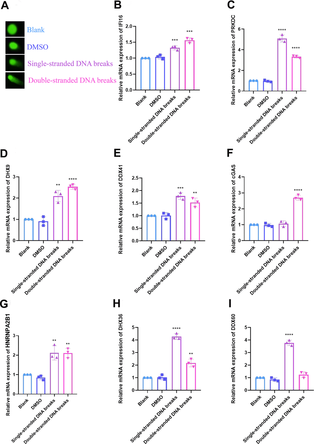 Validation of DNA sensors in cellular DNA damage models was performed by RT-qPCR. (A) DNA damage was verified by comet assay. (B) Relative mRNA expression of IFI16. (C) PRKDC. (D) DHX9. (E) DDX41. (F) cGAS. (G) HNRNPA2B1. (H) DHX36. (I) DDX60. The experimental data were represented by mean ± SD from at least three independent experiments, and the asterisks represent the P-value (**p 