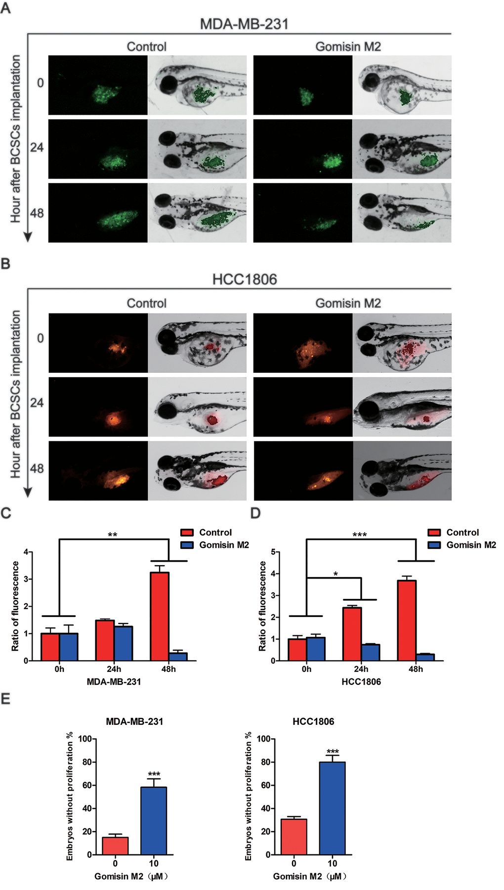 Gomisin M2 inhibits tumor growth in zebrafish. Cancer stem cells enriched MDA-MB-231-GFP (green) (A) or HCC1806 (red) (B) cells were microinjected into zebrafish embryos (larvae stage, n = 30 per group). Fluorescence density was captured by fluorescence microscopy at 0, 24 and 48 h after implantation. (C) The quantitative data of panel A in green fluorescence intensity. (D) The quantitative data of panel B in red fluorescence intensity. *p E) Statistical analysis of panel A and B the percentages of embryos without proliferation in control and Gomisin M2 groups in 48 h.