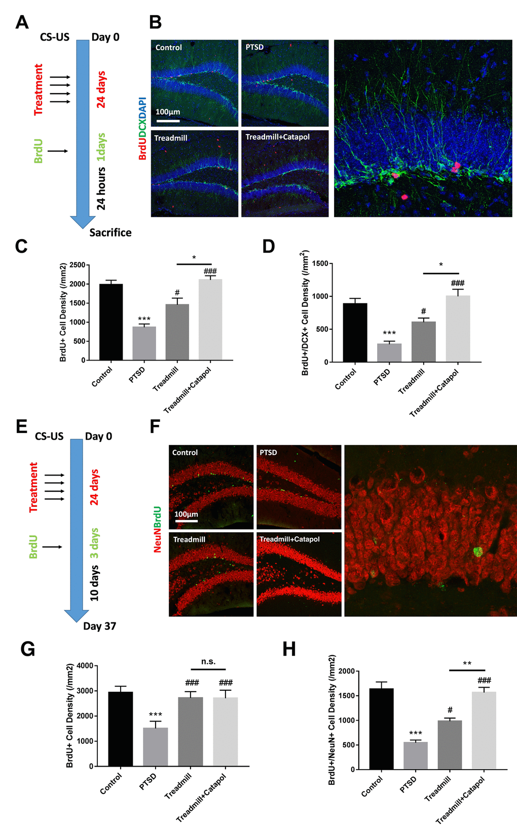 Catalpol promoted neural differentiation without changing the survival of the immature neurons. (A, E) experimental procedure of different BrdU injection protocol. (B) DCX staining (green) coupled with BrdU (red) in DG to assess the NSCs neural differentiation. (C, D) Statistical analysis of the BrdU positive cell and BrdU/DCX dual positive cells in DG region. (F) NeuN staining (red) coupled with BrdU (green) in DG to assess the neural maturation in DG. (G, H) Statistical analysis of the BrdU positive cell and BrdU/NeuN dual positive cells in DG region. One-way ANOVA, ***p #p ###p 