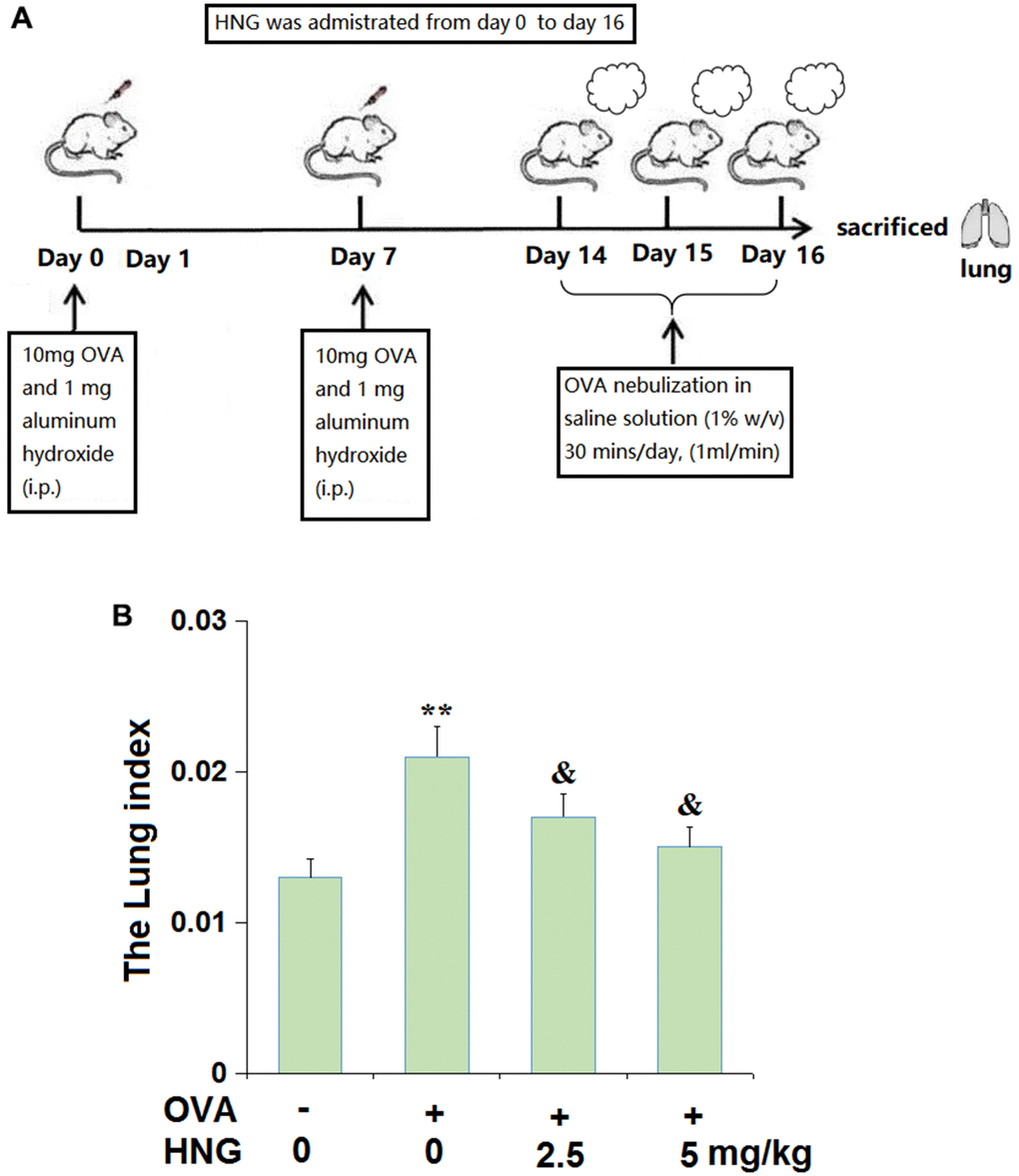 S14G-Humanin (HNG) reduced lung weight index in ovalbumin (OVA)- induced murine model of chronic asthma. (A) The outline of the experimental protocol; (B) The Lung index was assayed (**, P vs. vehicle group; &, P vs. asthma models).