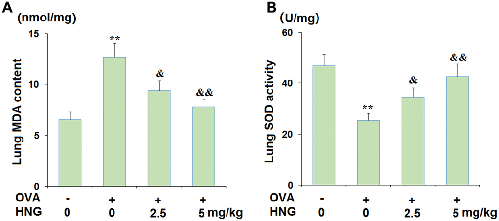 S14G-Humanin (HNG) ameliorated oxidative stress in ovalbumin (OVA)- challenged murine model of chronic asthma. (A) Lung MDA content; (B) Lung SOD activity (**, P vs. vehicle group; &, &&, P, 0.01 vs. asthma models).