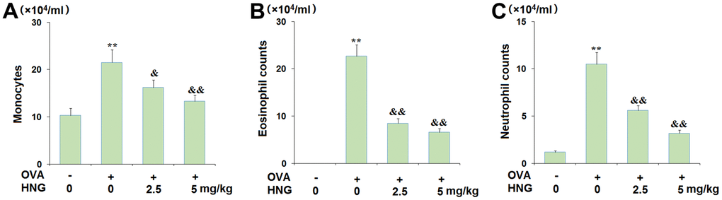 The effects of S14G-Humanin (HNG) on differential cell counts in bronchoalveolar lavage (BAL) fluid. Mice were sacrificed 24 h after the final OVA challenge, and BAL cells were isolated. (A) Monocytes; (B) Eosinophil counts; (C) Neutrophil counts (**, P vs. vehicle group; &, &&, P, 0.01 vs. asthma models).