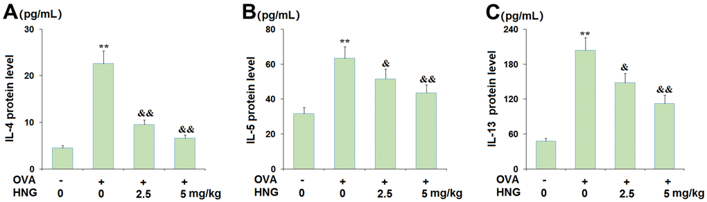 S14G-Humanin (HNG) inhibited the expression of the Th2 cytokines interleukin-4 (IL-4), interleukin-5 (IL-5), and interleukin-13 (IL-13) from bronchoalveolar lavage (BAL) fluid. (A) IL-4; (B) IL-5; (C). IL-13 (**, P vs. vehicle group; &, &&, P, 0.01 vs. asthma models).