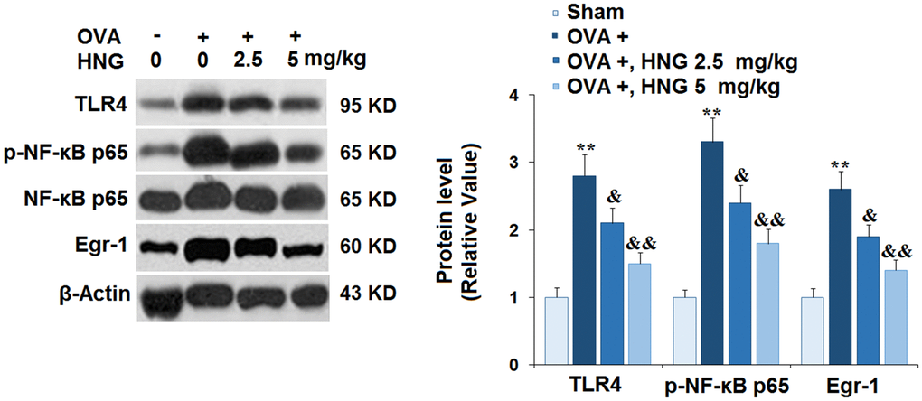 S14G-Humanin (HNG) prevented the activation of toll-like receptor 4/ nuclear factor κ-B (TLR4/NF-κB) and early growth response-1 (Egr-1) signaling. The levels of TLR4, p-NF-κB p65, and Egr-1 were measured using western blot analysis (**, P vs. vehicle group; &, &&, P, 0.01 vs. asthma models).