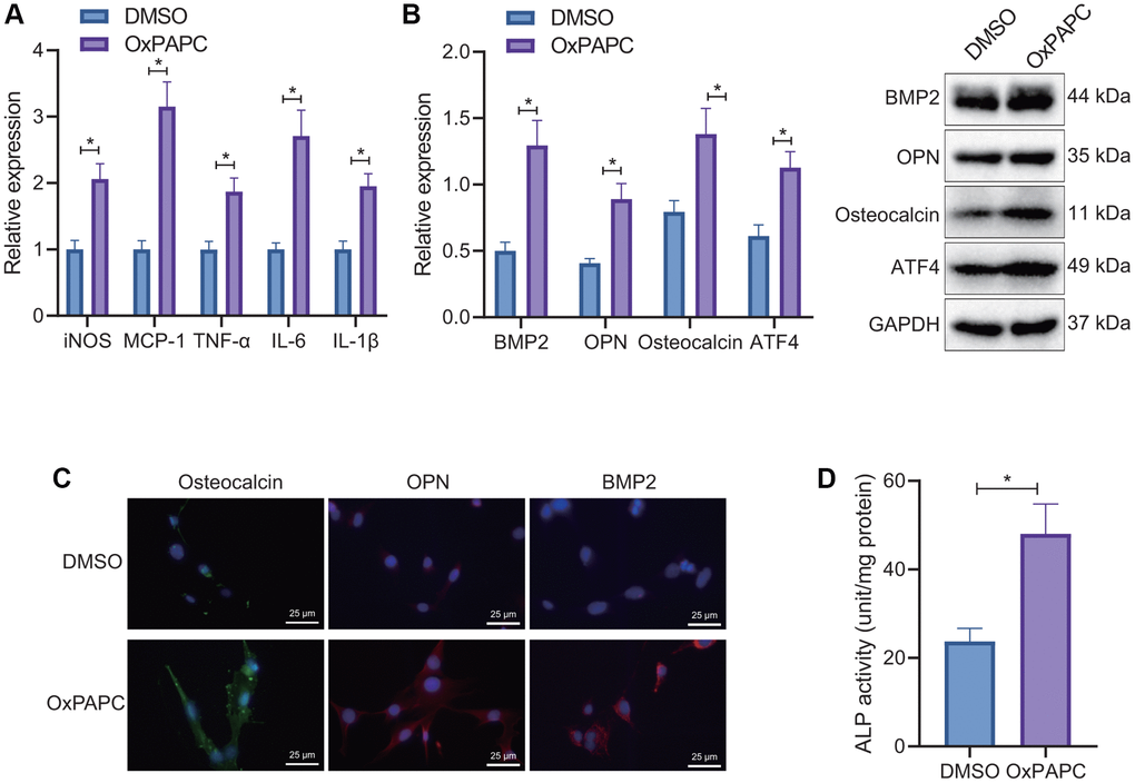Regulation of OxPL-induced macrophages on osteogenic differentiation in VICs. (A) OxPL was used to stimulate mouse macrophages RAW264.7, and RT-qPCR to detect the expression of M1 macrophage related factors. (B) Mouse macrophages RAW264.7 stimulated by OxPL were co-cultured with VICs for 7 days, and Western blot was used to detect the expression of ATF4 and osteogenic factors BMP2, OPN, and osteocalcin in VICs. (C) IF detection of osteogenic factors BMP2, OPN, and osteocalcin expression in VICs. (D) Mouse macrophages RAW264.7 stimulated by OxPL were co-cultured with VICs for 7 days to detect the activity of ALP in VICs. *p t-test.