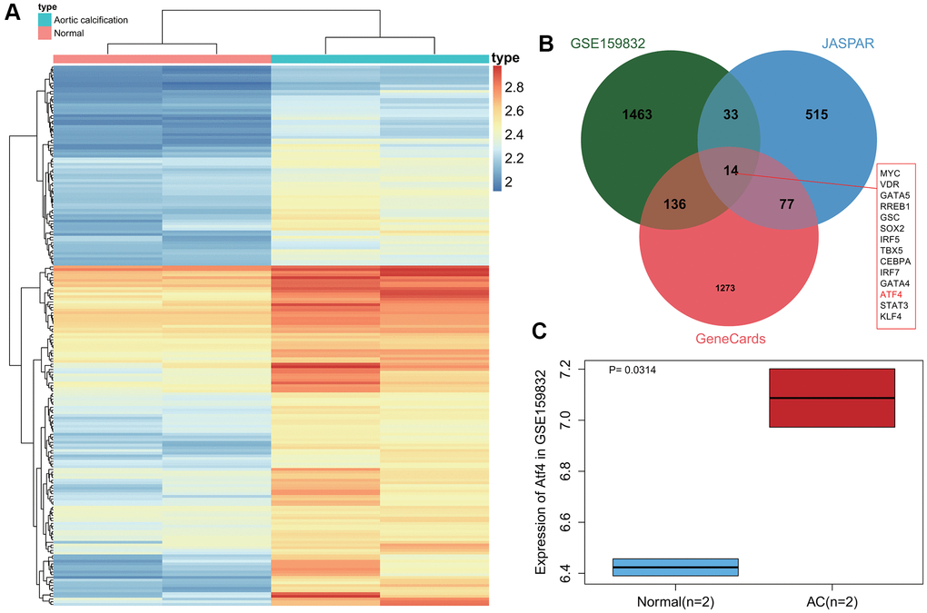 Abundant expression of ATF4 in CAVD samples. (A) A heat map of differentially expressed gene expression in 2 normal samples and 2 CAVD samples in the GSE159832 dataset. (B) Venn diagram of the differentially expressed genes in the GSE159832 dataset, CAVD-related transcription factors from the JASPAR database, and the top 1500 CAVD-related genes from the GeneCards database. (C) A box plot of ATF4 expression in 2 normal samples (blue box) and 2 CAVD samples (red box) in the GSE159832 dataset. p = 0.0314. *p 