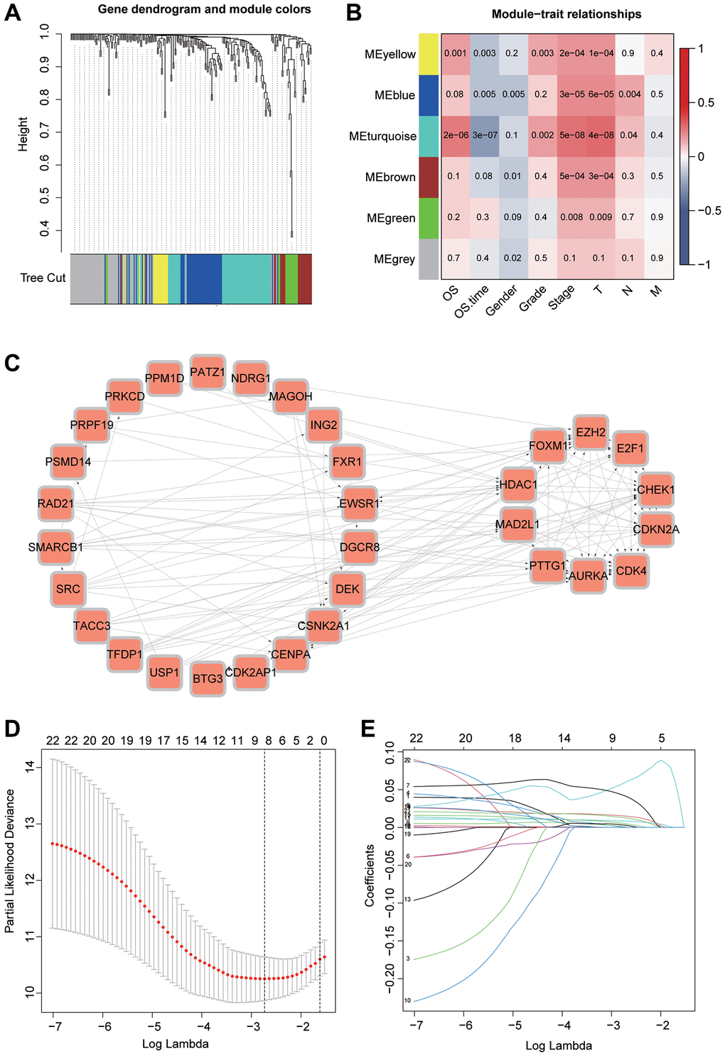 WGCNA combined with Lasso algorithm to construct a prognostic model. (A) Clustering of genes using the WGCNA algorithm. (B) Clinical and prognostic analysis of the genes in different modules. (C) Study of associations between genes of the MEturquoise module using the STRING database. (D, E) Selection of valuable genes by Lasso algorithm to construct prognostic models.