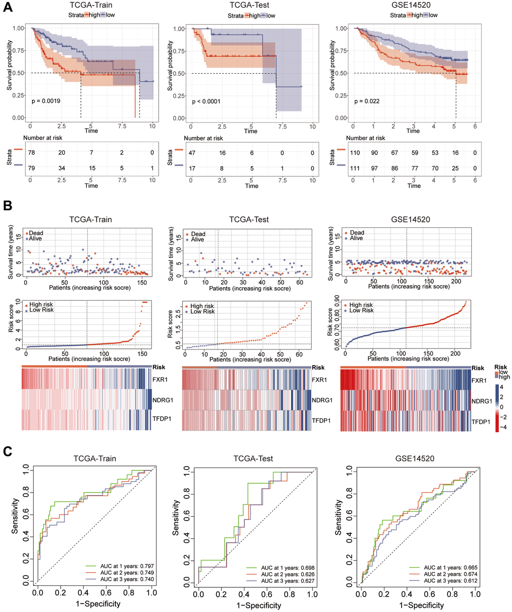 Prognostic analysis and model efficacy validation. (A) Prognosis between high and low risk groups was analyzed by KM curves. (B) Risk curves showing the differences between high and low risk groups. (C) ROC curves analyzing the specific efficacy of the model.