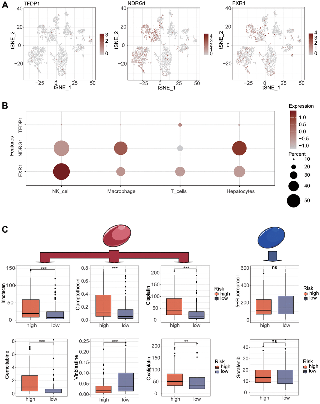 Single-cell analysis of modeled key genes and drug sensitivity analysis of different risk groups. (A, B) Single-cell analysis reveals the expression of modeling key genes in different cells. (C) Use the oncopredict package to explore chemotherapeutic agents that are significantly different between high and low risk groups.