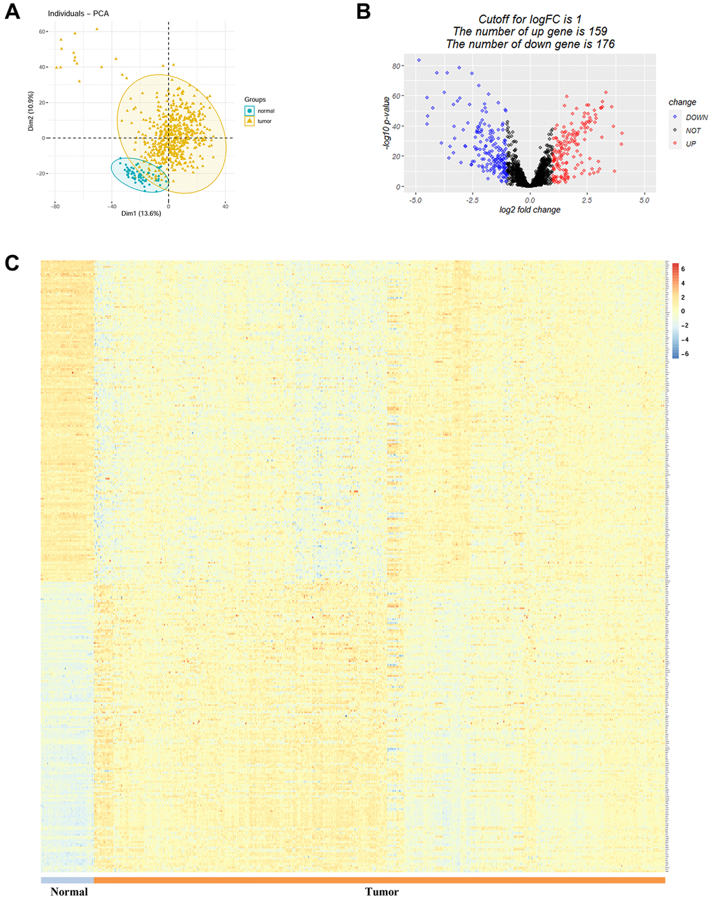 Analysis of differentially expressed telomere-related genes in LUAD. (A) Principal component analysis between LUAD and normal control. (B) and (C) Volcano plot and heatmap showing the up-regulated and down-regulated telomere-related genes in LUAD.